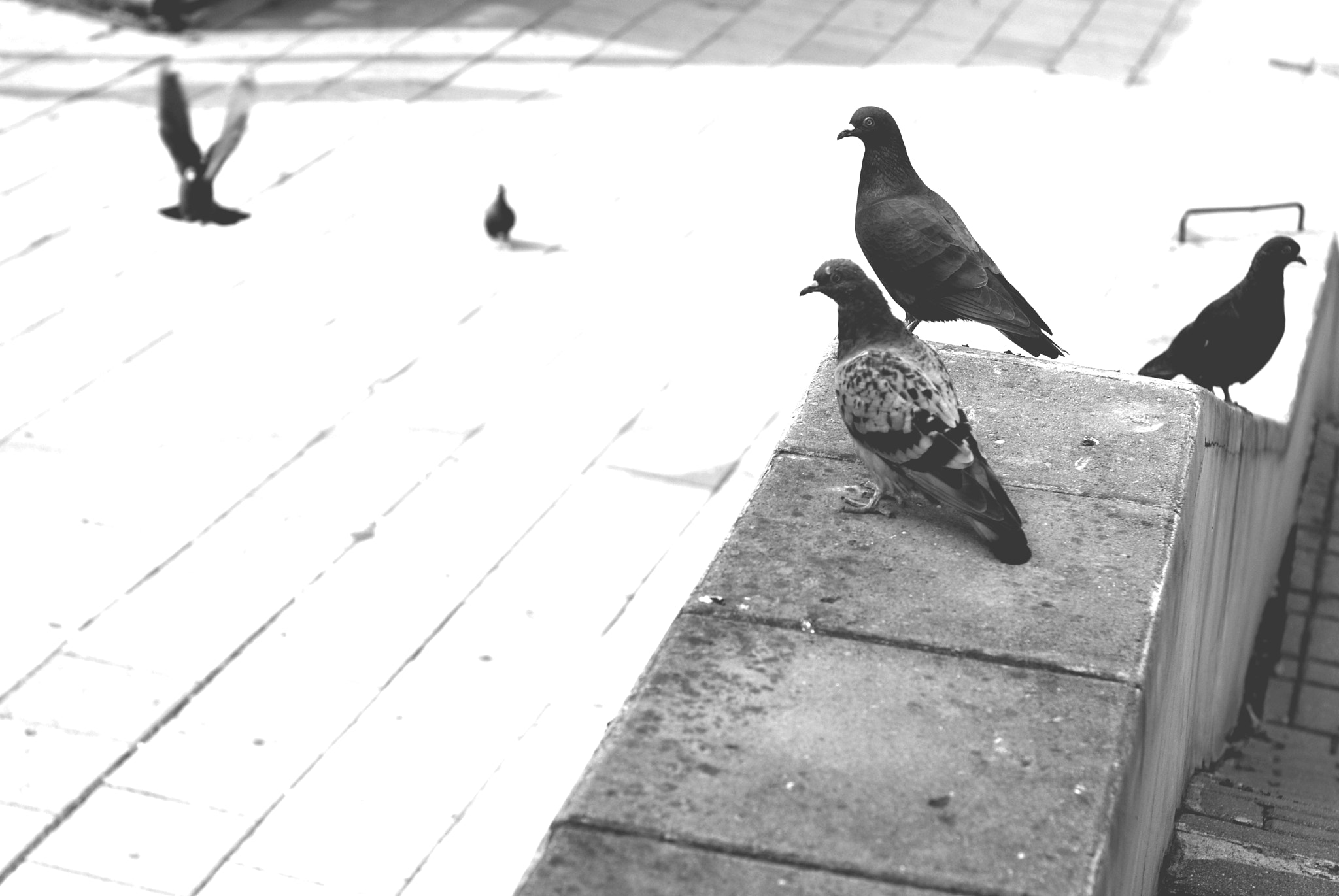 Sony Alpha DSLR-A200 + Minolta AF 50mm F1.7 sample photo. Rutin of flying photography