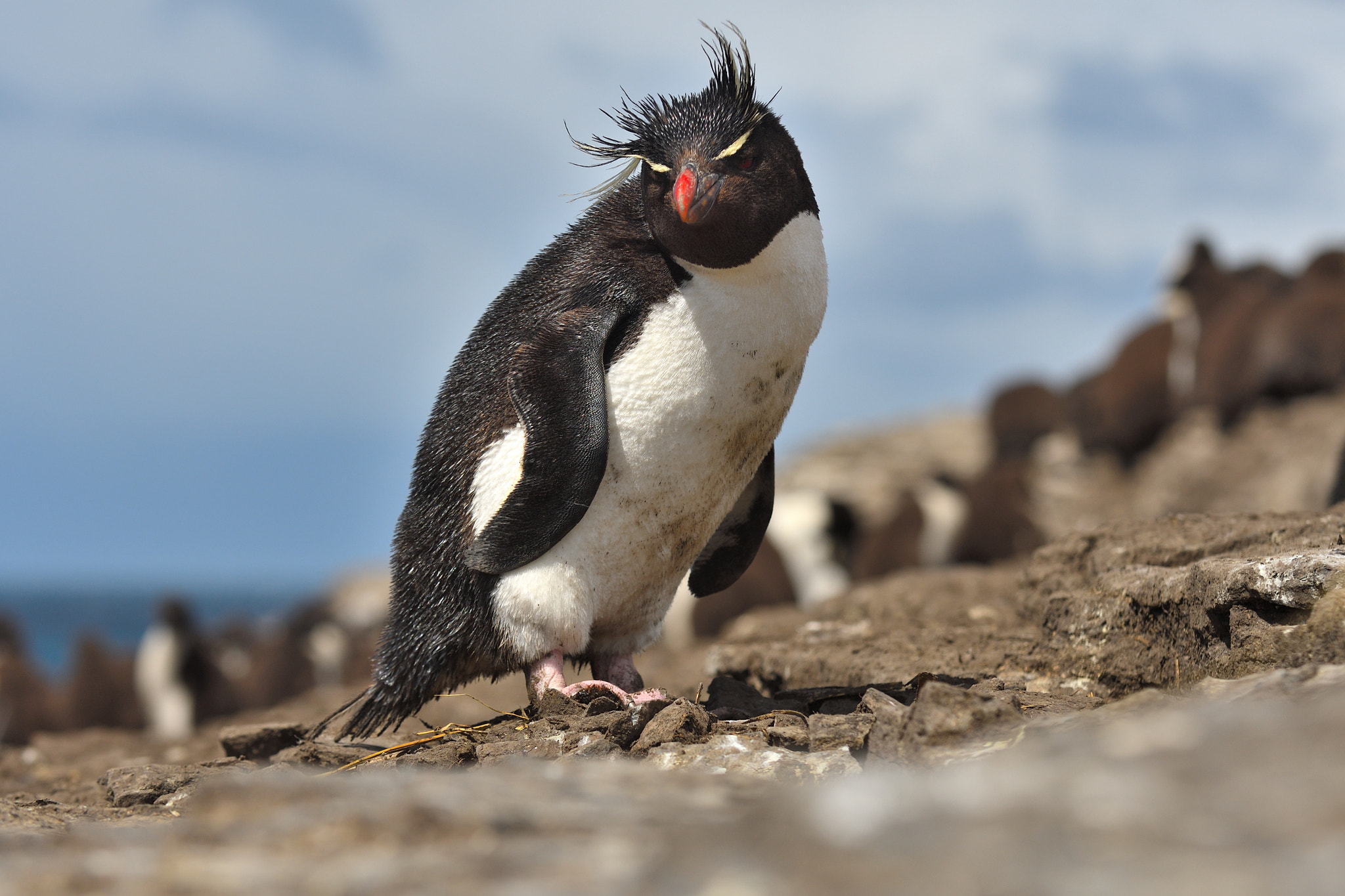 Nikon D500 sample photo. Rockhopper penguin photography
