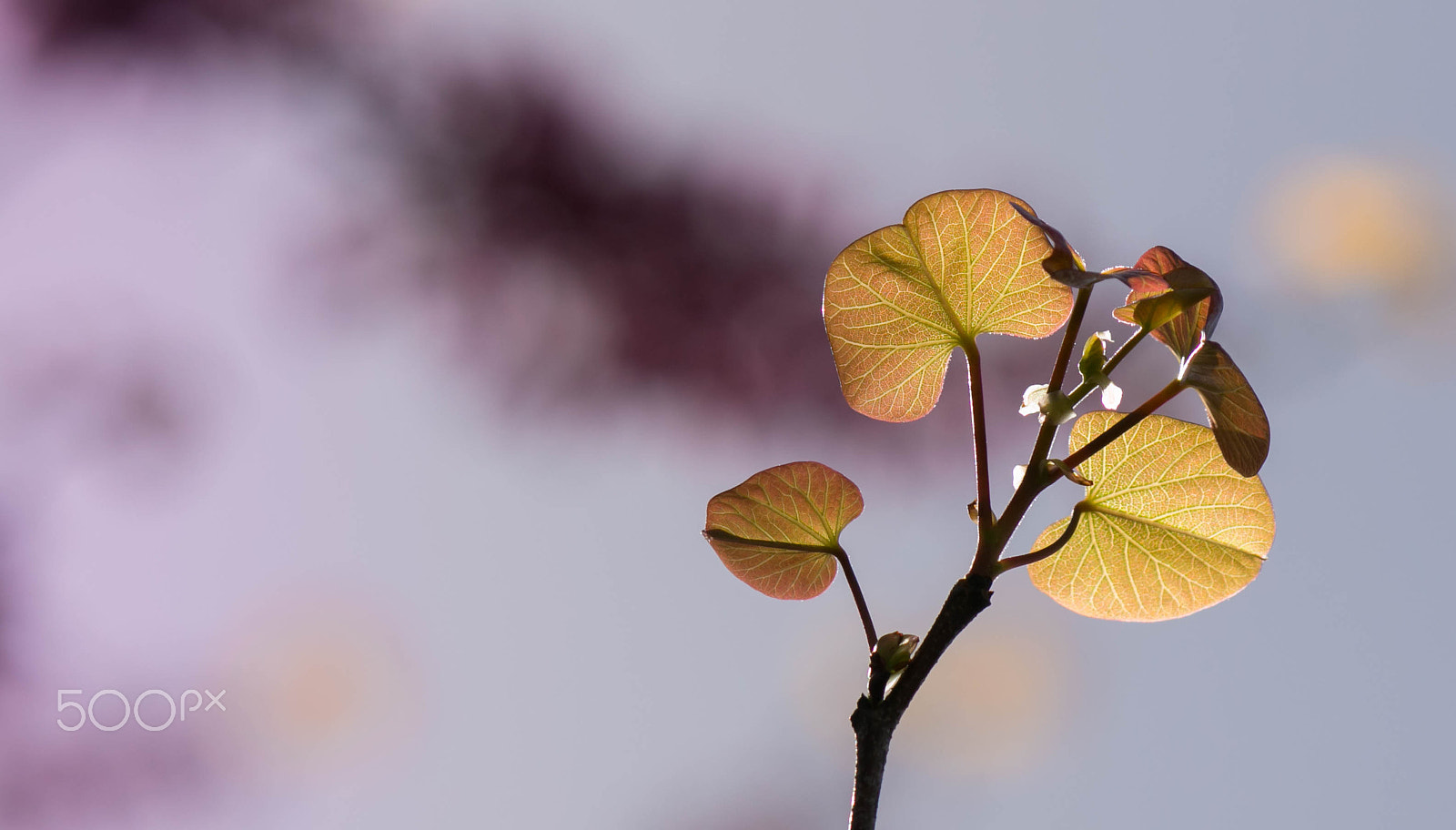 Canon EF-S 55-250mm F4-5.6 IS sample photo