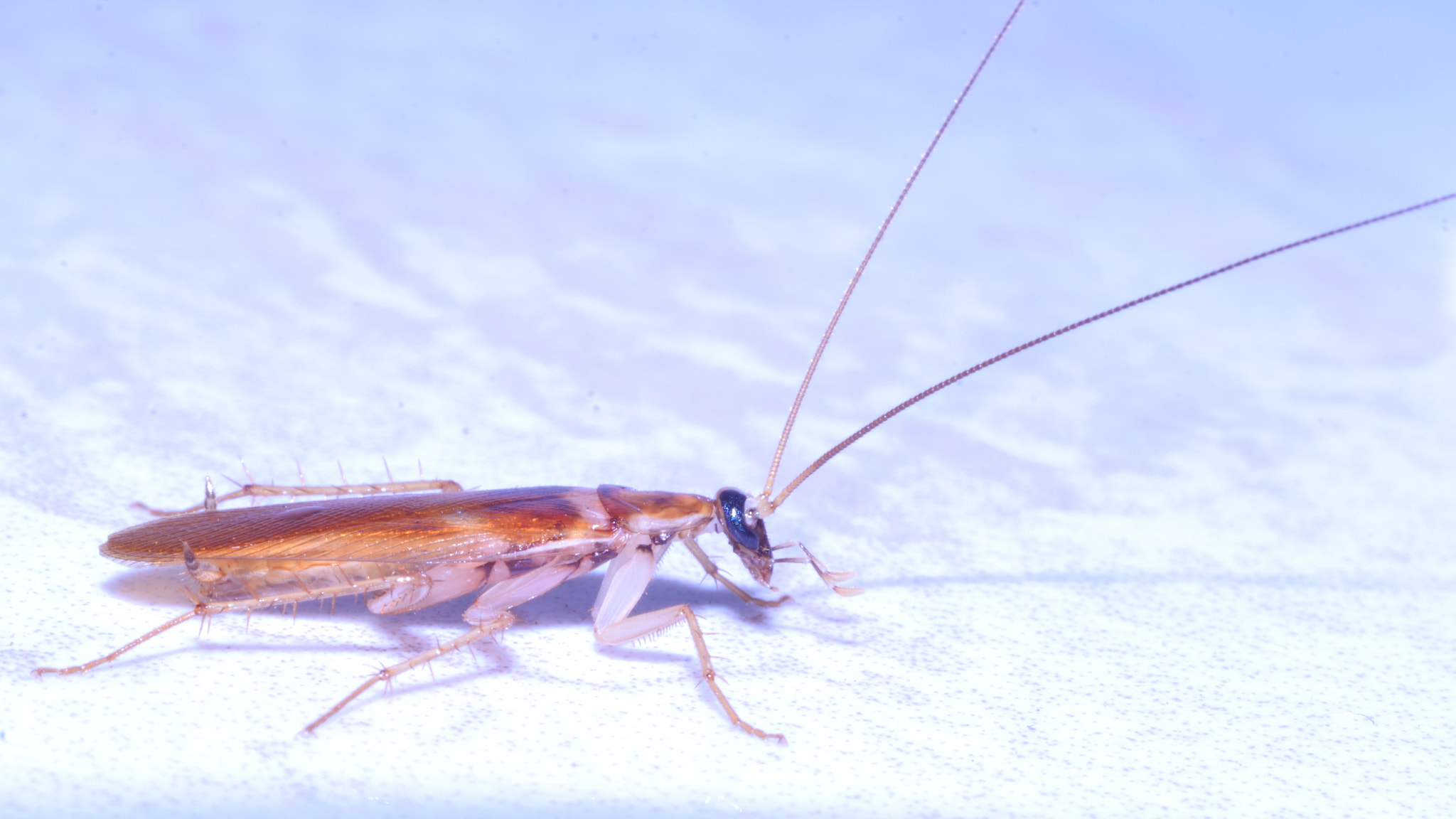 Nikon D3300 + Nikon AF Nikkor 50mm F1.8D sample photo. Cockroach photography