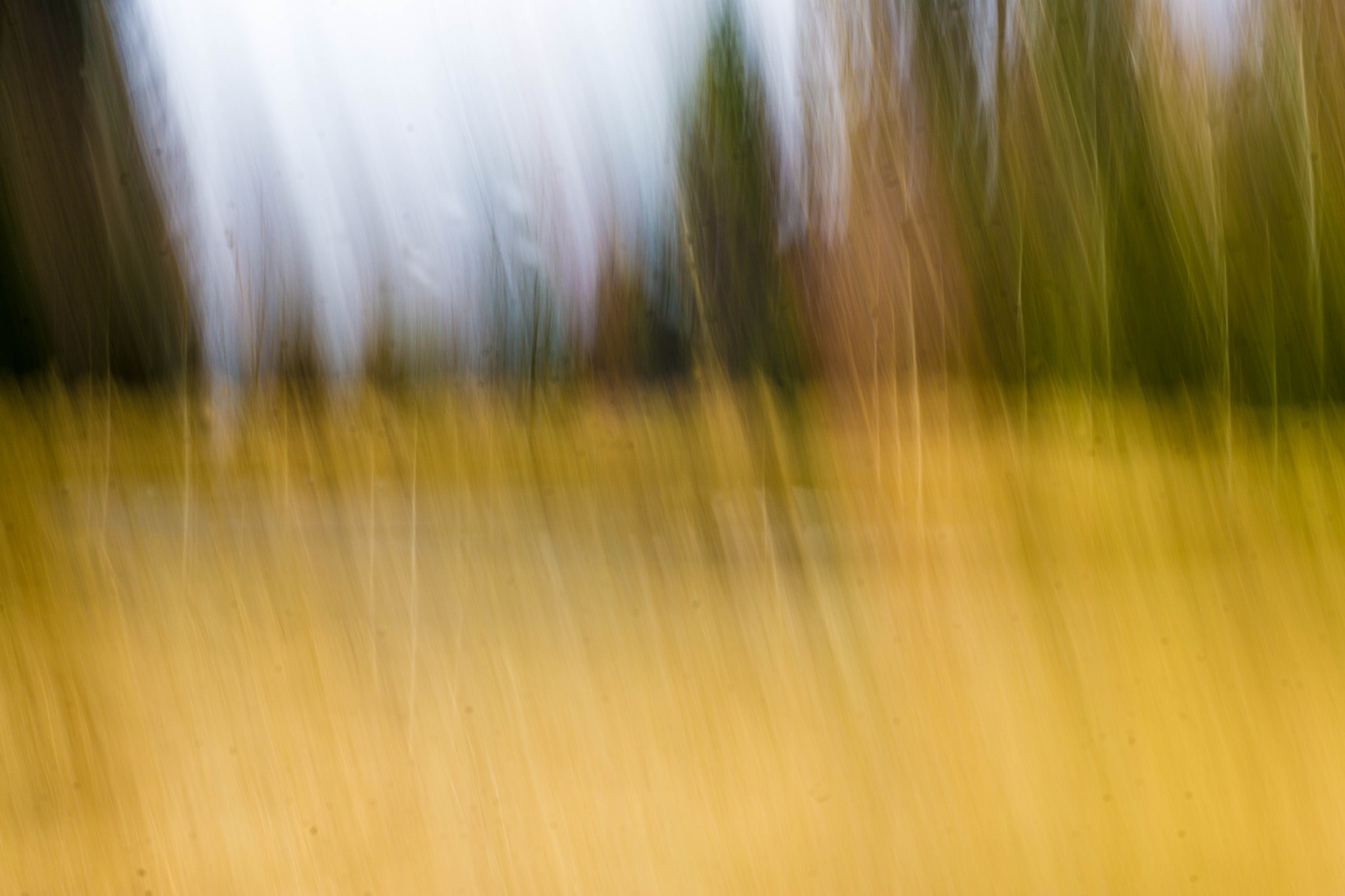 MACRO 50mm F2.8 sample photo. Sirenengesang im forstenrieder park photography