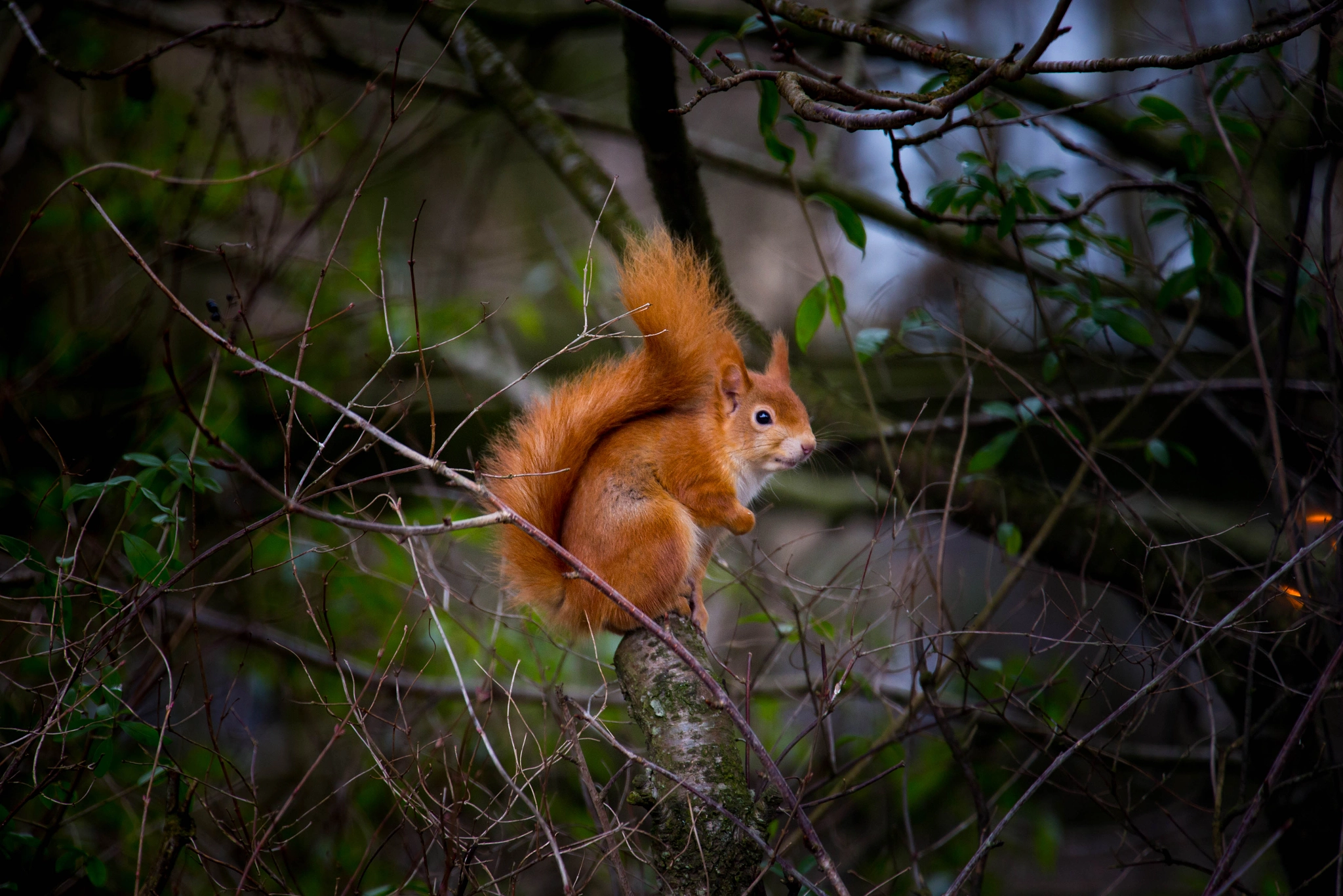 Canon EF 70-200mm F2.8L IS II USM sample photo. Another red photography