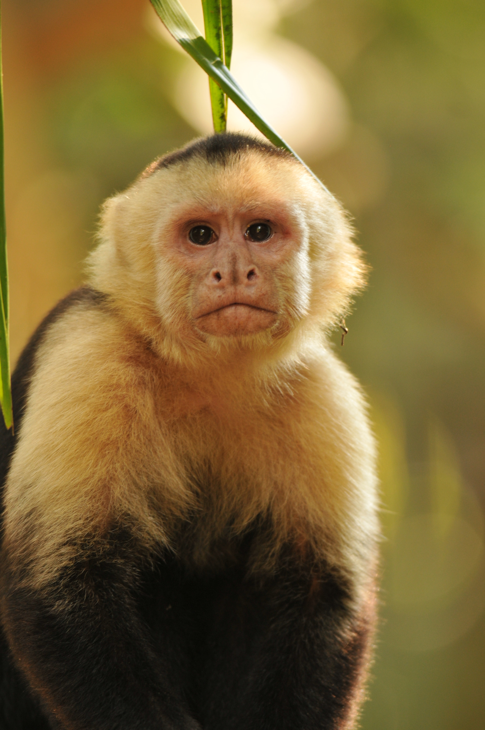 Nikon D300S + Nikon AF-S Nikkor 300mm F4D ED-IF sample photo. White headed capuchin photography