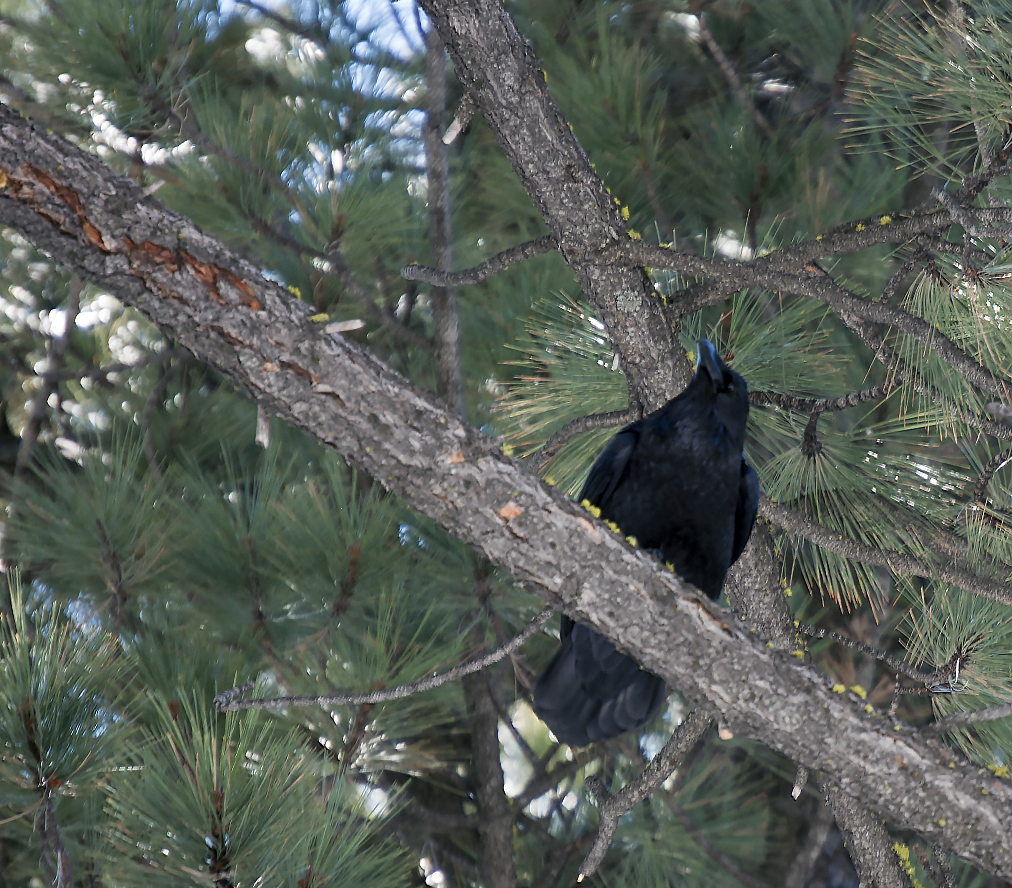 Nikon D5000 sample photo. Raven photography