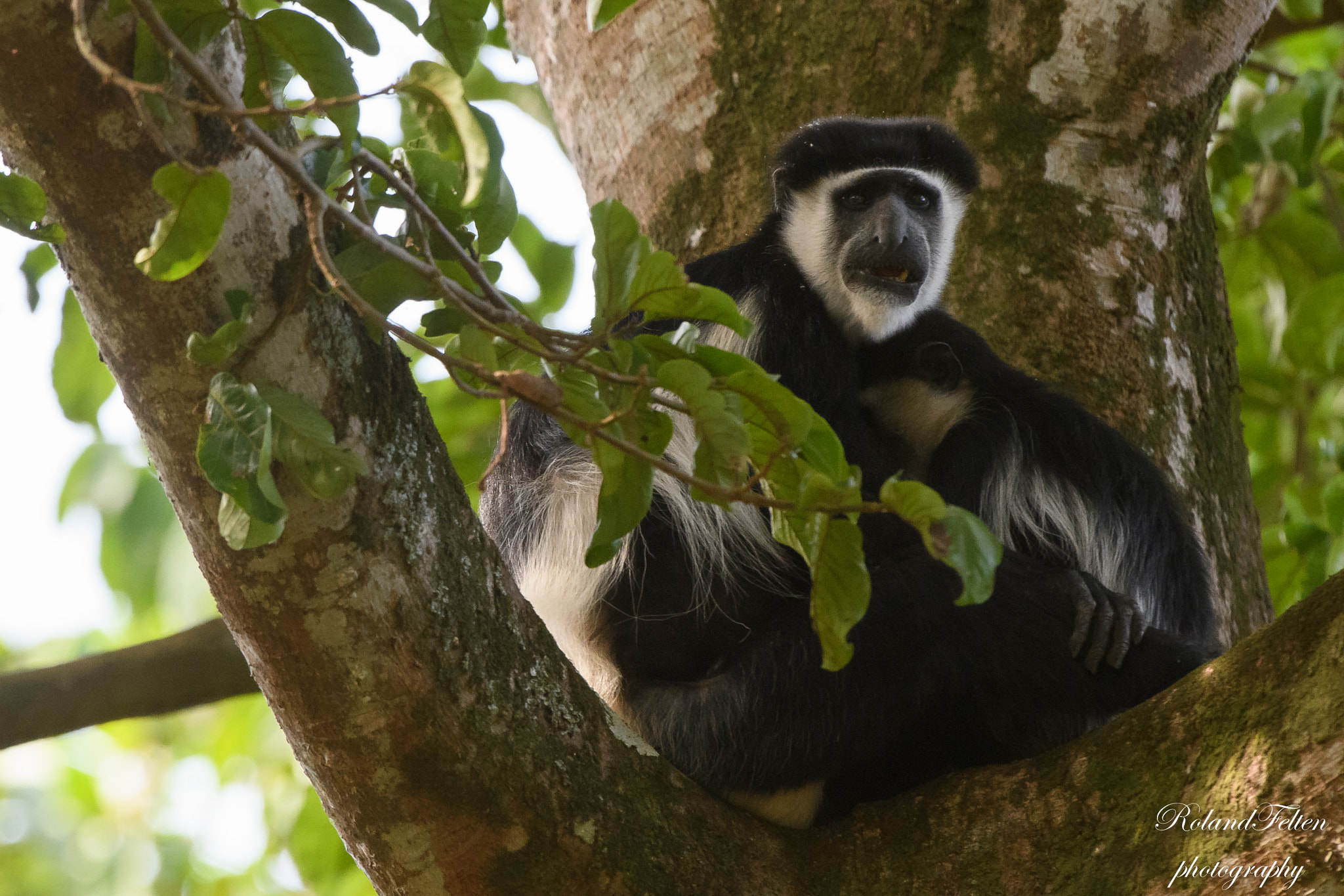 Nikon AF-S Nikkor 200-400mm F4G ED-IF VR sample photo. Black-and-white colobus photography