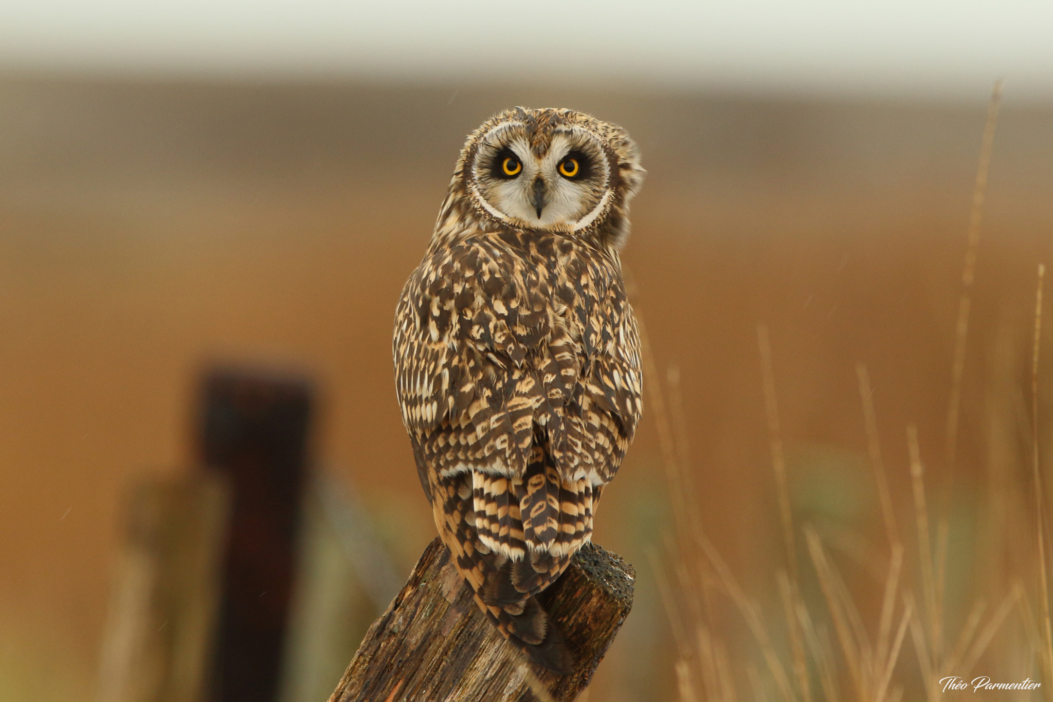 Canon EF 300mm F2.8L IS USM sample photo. Short eared owl hibou des marais photography