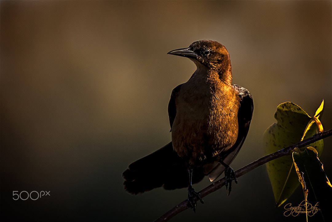 150-600mm F5-6.3 DG OS HSM | Contemporary 015 sample photo. Golden hour photography