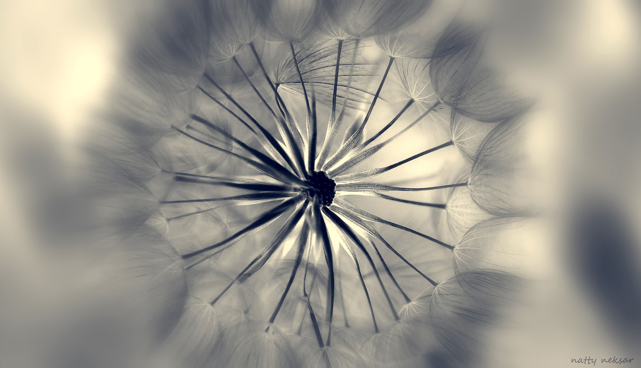 Nikon D60 sample photo. Dandelion... photography