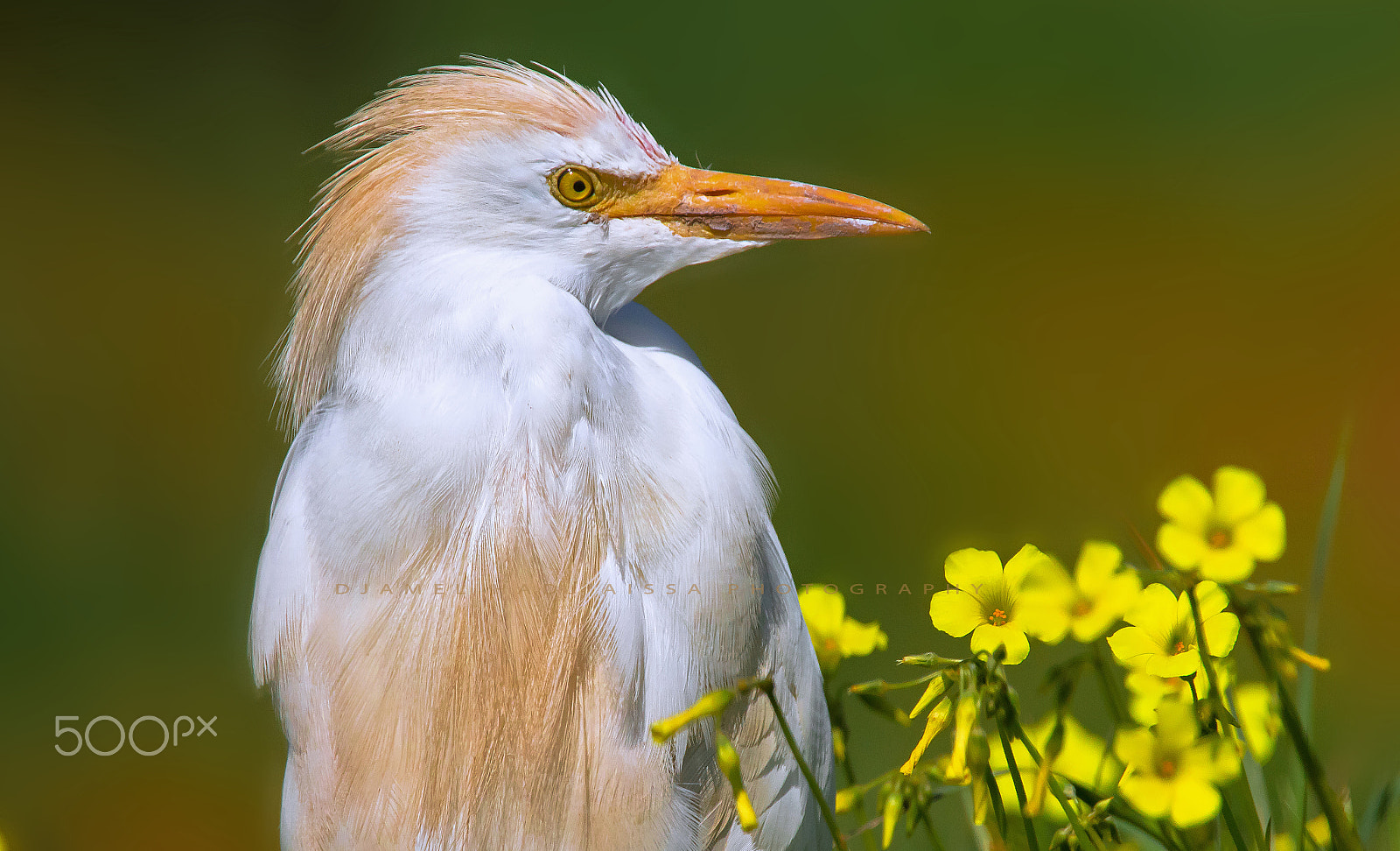Canon EF 400mm F2.8L IS II USM sample photo. Héron garde-bœufs photography