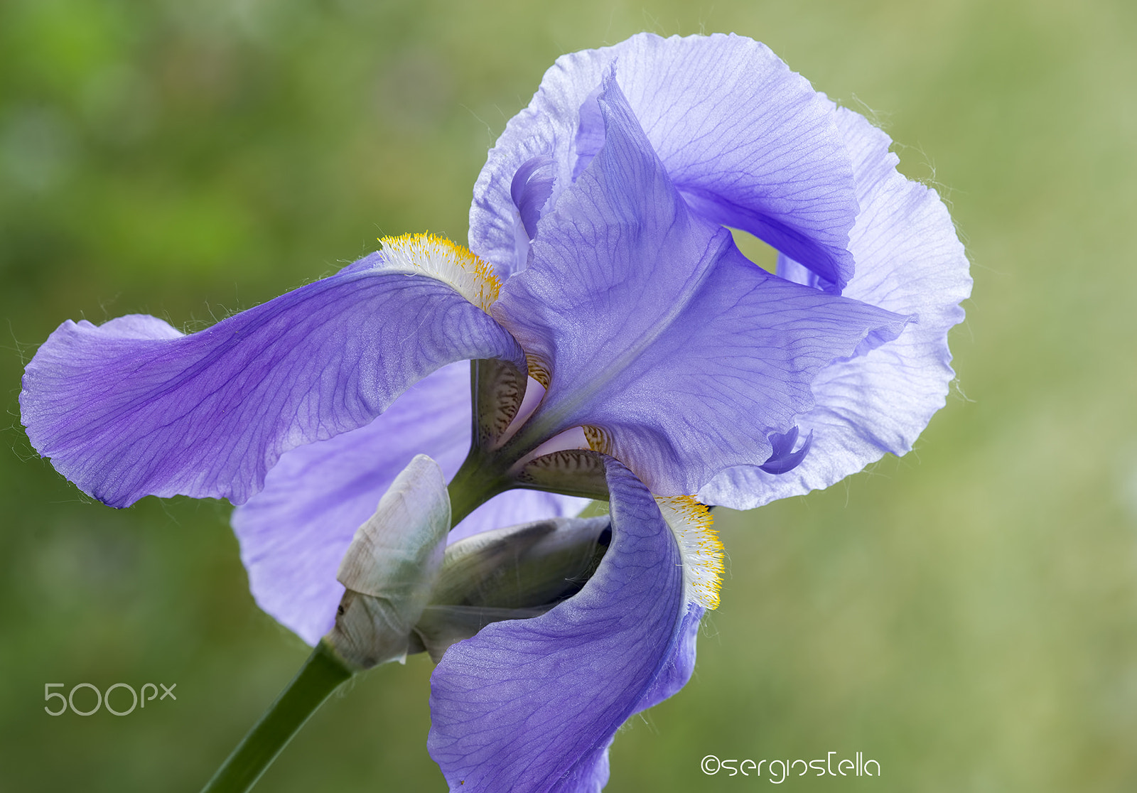 Sigma 150mm F2.8 EX DG Macro HSM sample photo. Iris___ photography