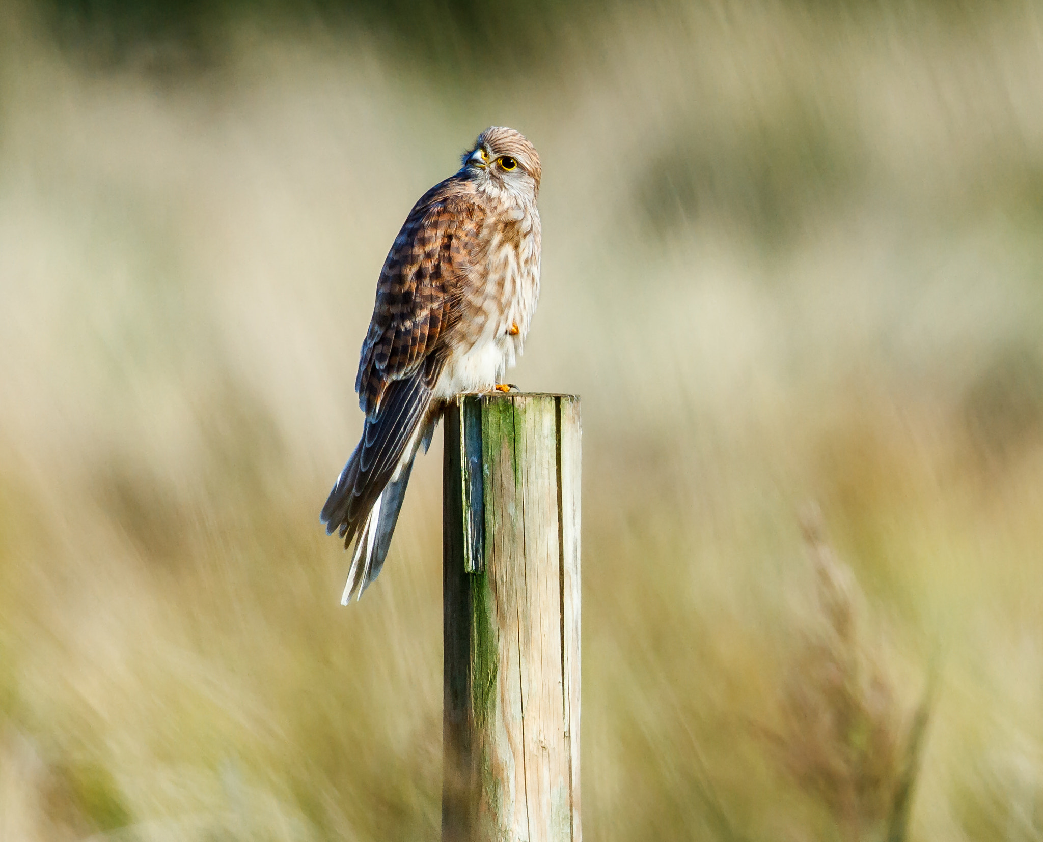 Canon EF 500mm F4L IS II USM sample photo. Kestrel photography
