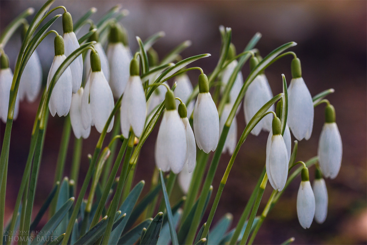 Canon EOS 70D + Sigma 105mm F2.8 EX DG OS HSM sample photo. Schneeglöckchen photography