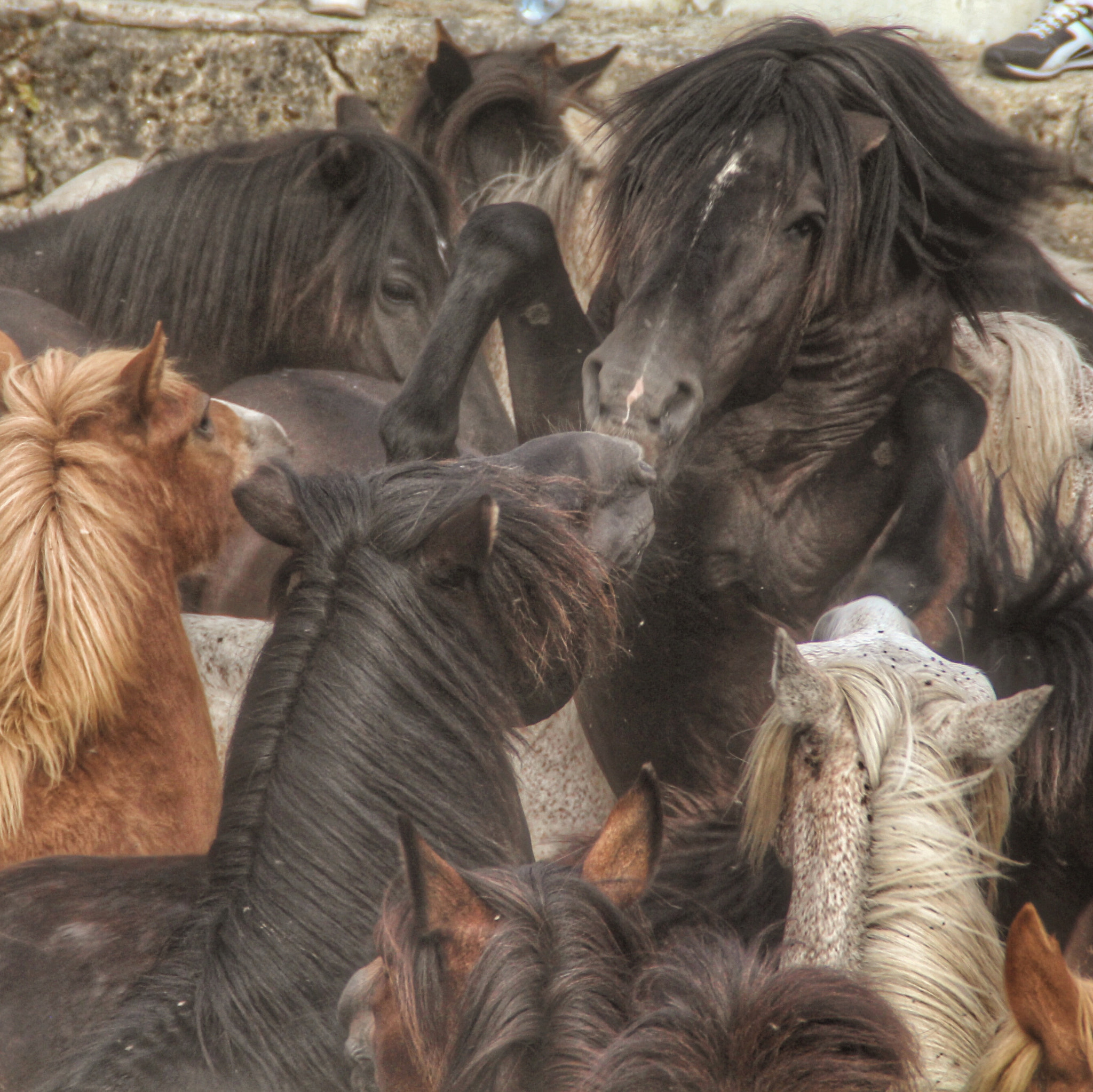 Canon EOS 650D (EOS Rebel T4i / EOS Kiss X6i) sample photo. Black horse photography