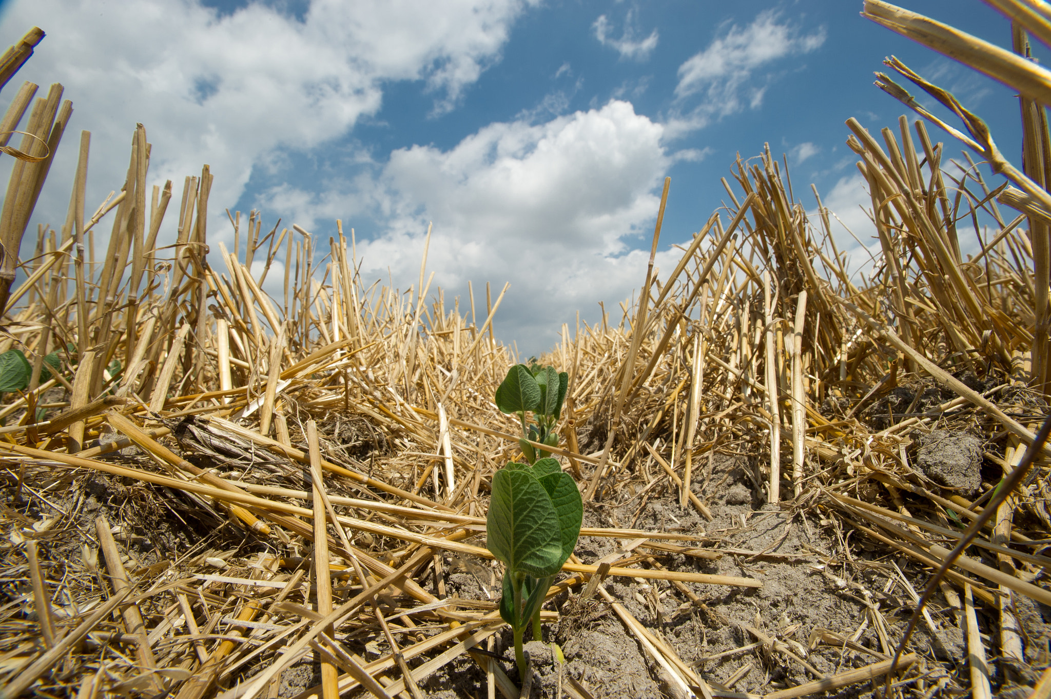 Nikon AF-S Nikkor 17-35mm F2.8D ED-IF sample photo. No till soybeans growing in wheat stubble photography