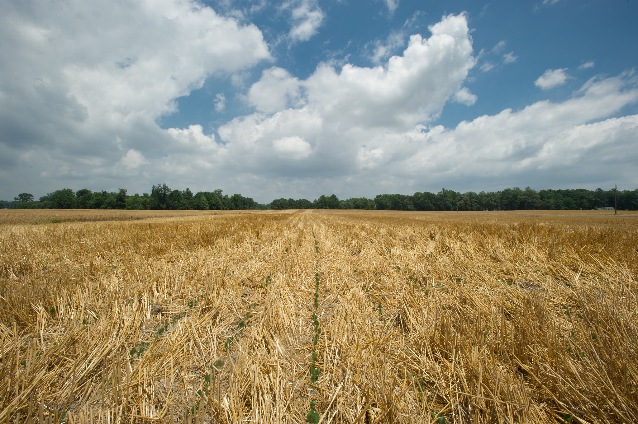 Nikon AF-S Nikkor 17-35mm F2.8D ED-IF sample photo. No till soybeans growing in wheat stubble photography