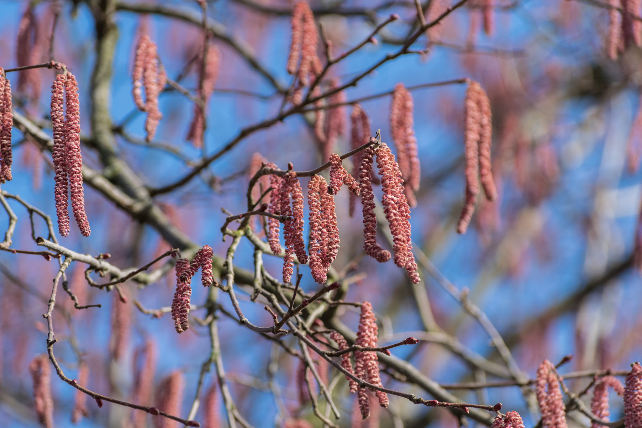 Nikon D3300 + Sigma 70-300mm F4-5.6 DG OS sample photo. Catkins photography