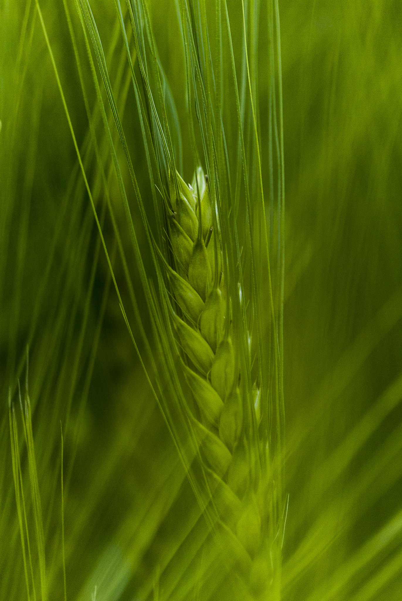 Sigma 70-300mm F4-5.6 APO DG Macro sample photo. Grain photography