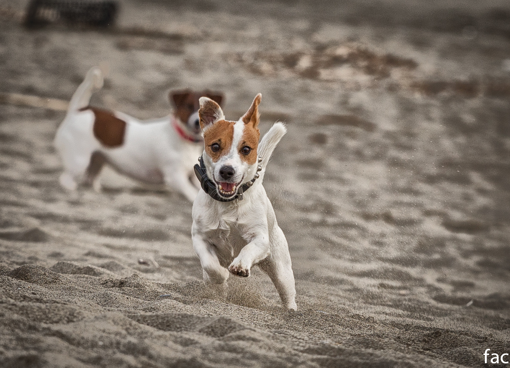 Canon EF 70-200mm F4L IS USM sample photo. Beach happiness photography