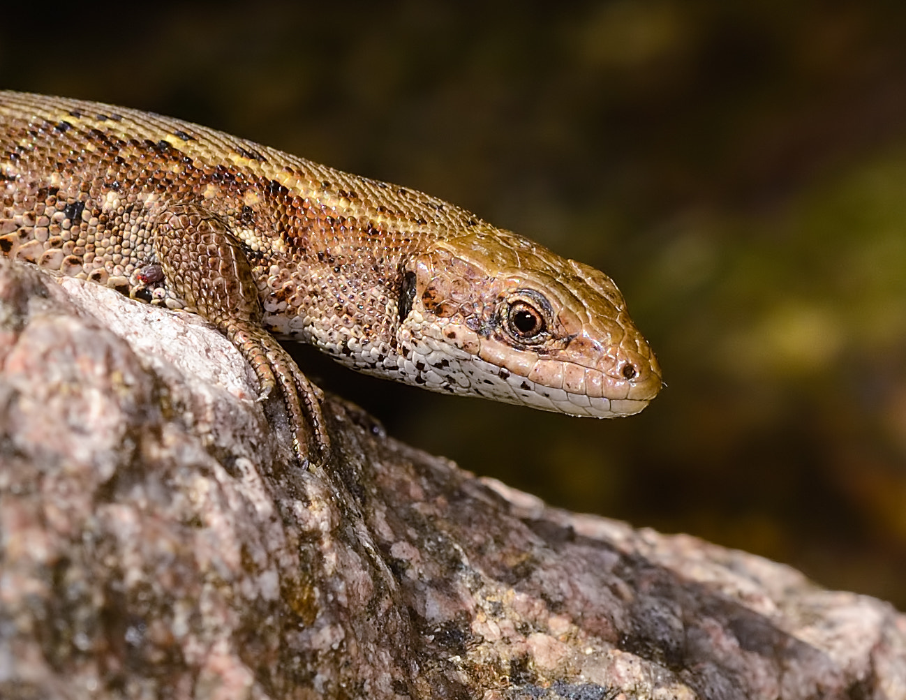 Nikon D800E + Sigma 150mm F2.8 EX DG OS Macro HSM sample photo. Female common lizard photography