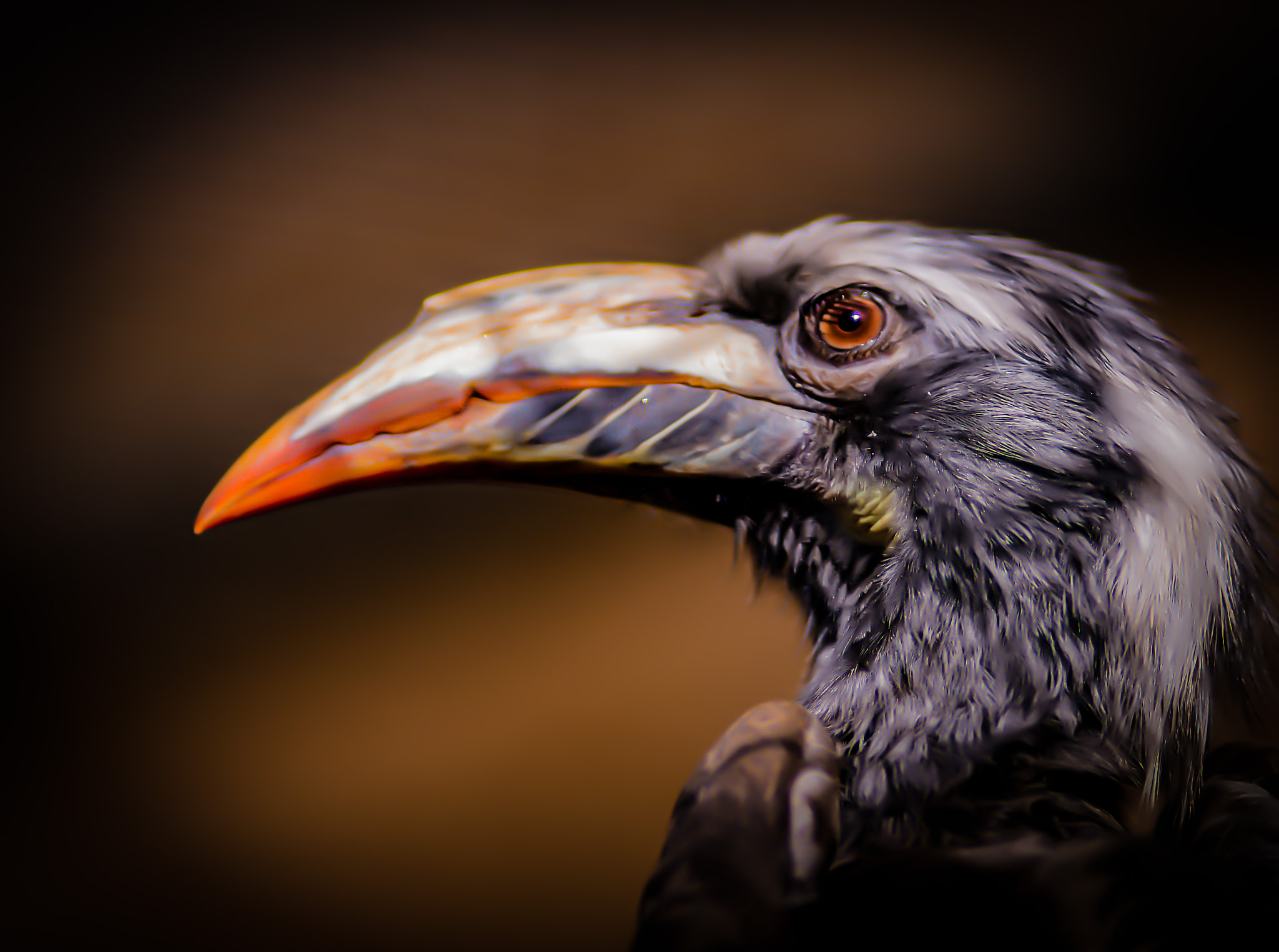 Nikon D800 + AF Nikkor 180mm f/2.8 IF-ED sample photo. African grey hornbill female photography