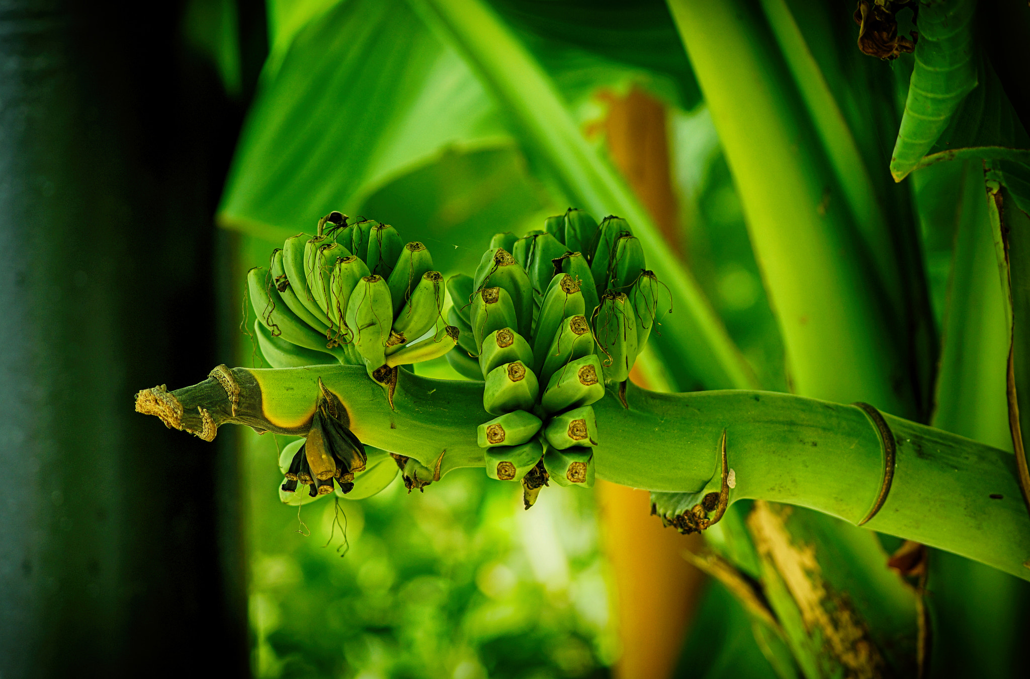 Sony SLT-A37 + Sony DT 55-200mm F4-5.6 SAM sample photo. Bananas photography