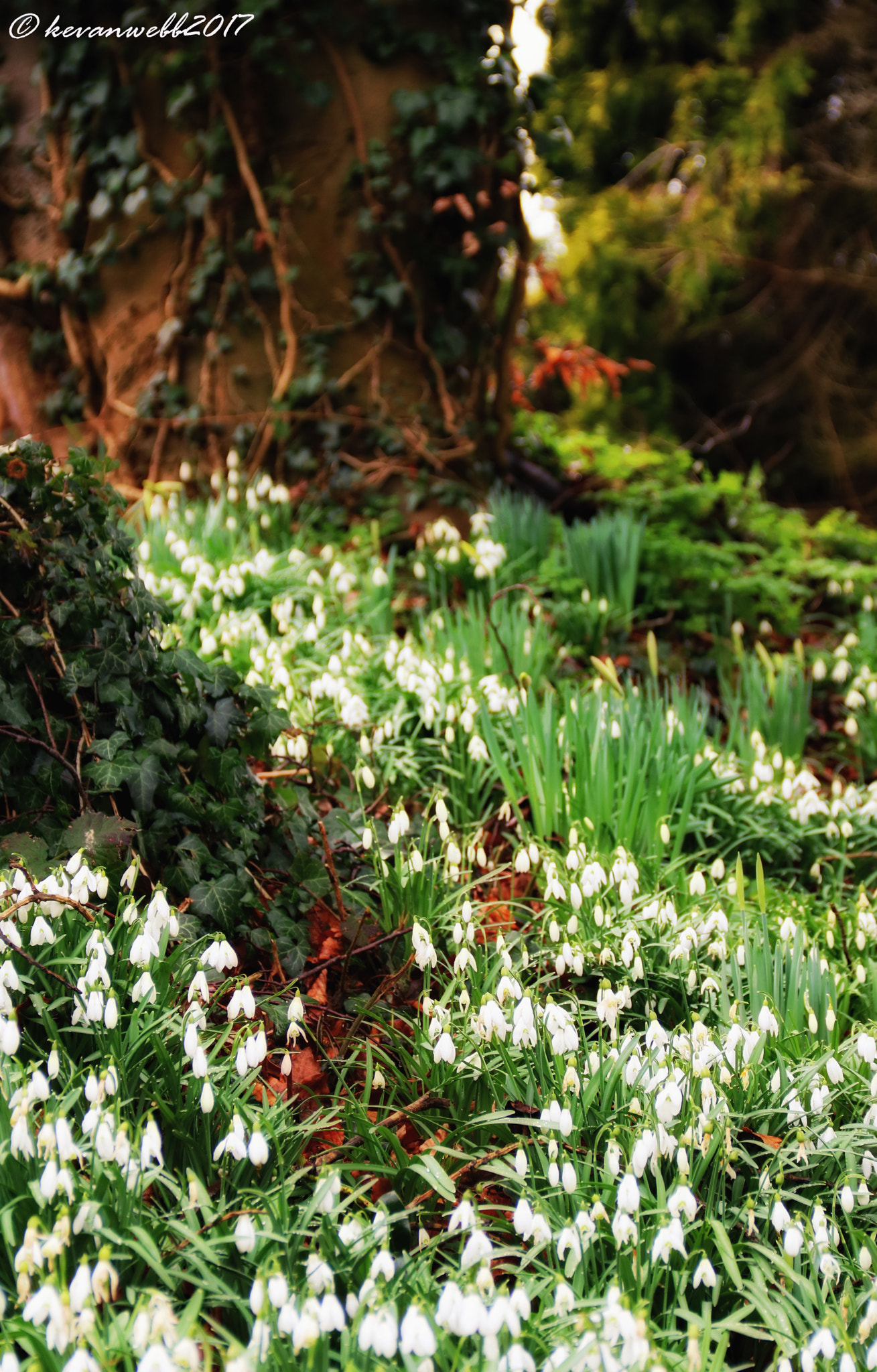 Canon EOS 760D (EOS Rebel T6s / EOS 8000D) sample photo. Snowdrops in the countryside photography