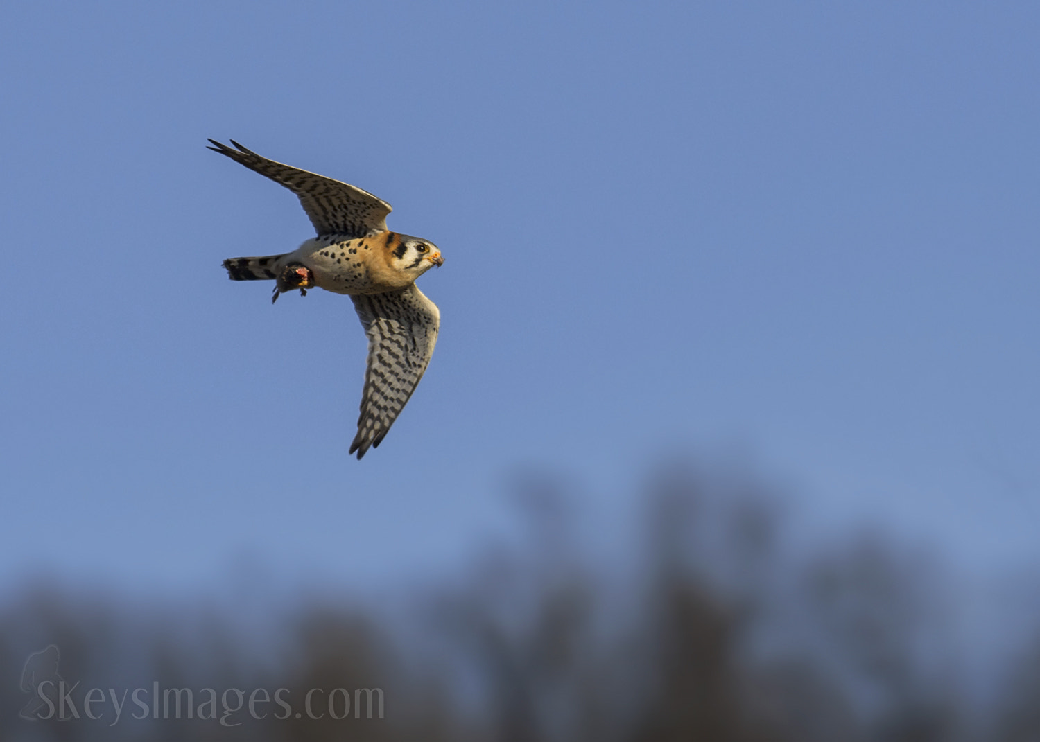 Nikon D7200 + Nikon AF-S Nikkor 500mm F4G ED VR sample photo. Success (american kestrel) photography