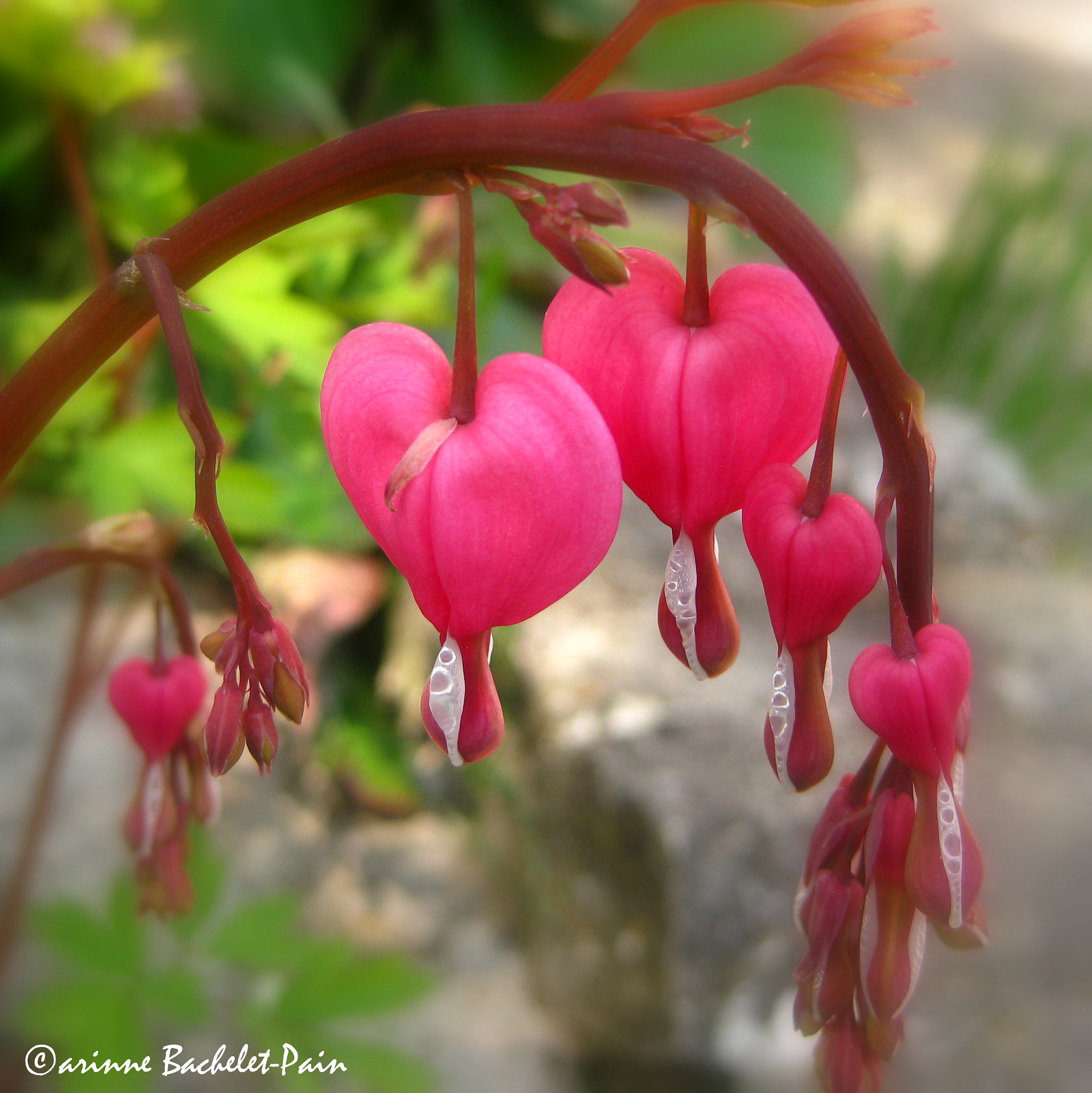 Canon PowerShot SD1100 IS (Digital IXUS 80 IS / IXY Digital 20 IS) sample photo. Coeur de marie * romantic flower ;) photography