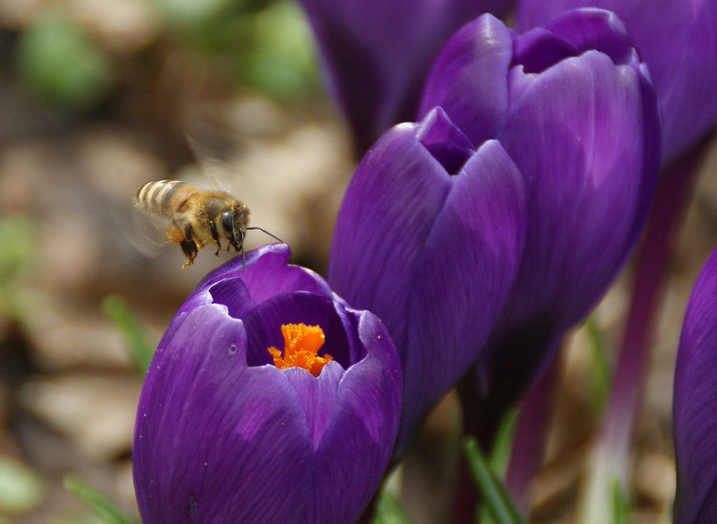 Sony DT 18-200mm F3.5-6.3 sample photo. Frühlingsboten - endlich ist der frühling da ! photography