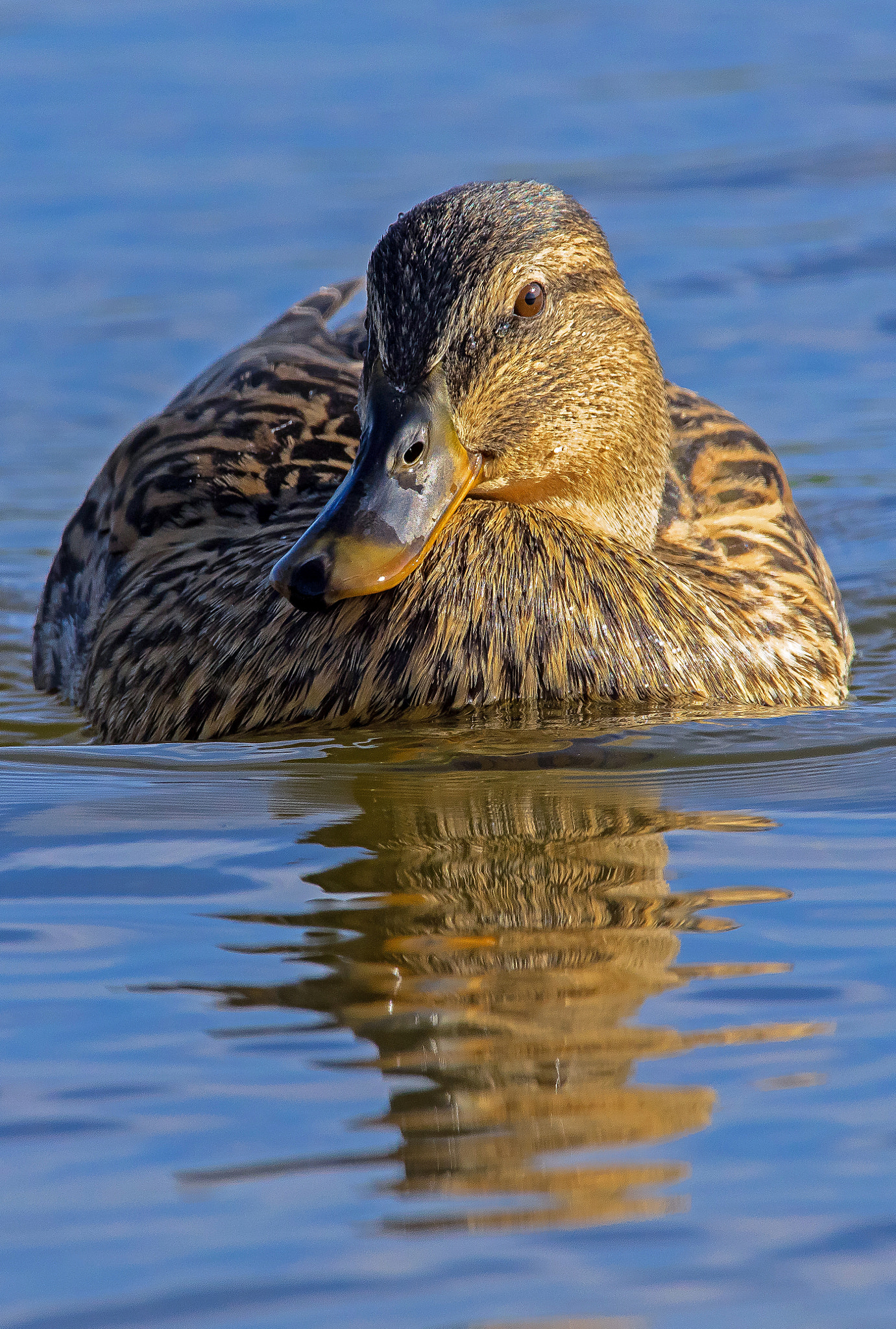 Canon EOS 5DS R + Canon EF 400mm F2.8L IS II USM sample photo. Canard colvert (femelle) photography