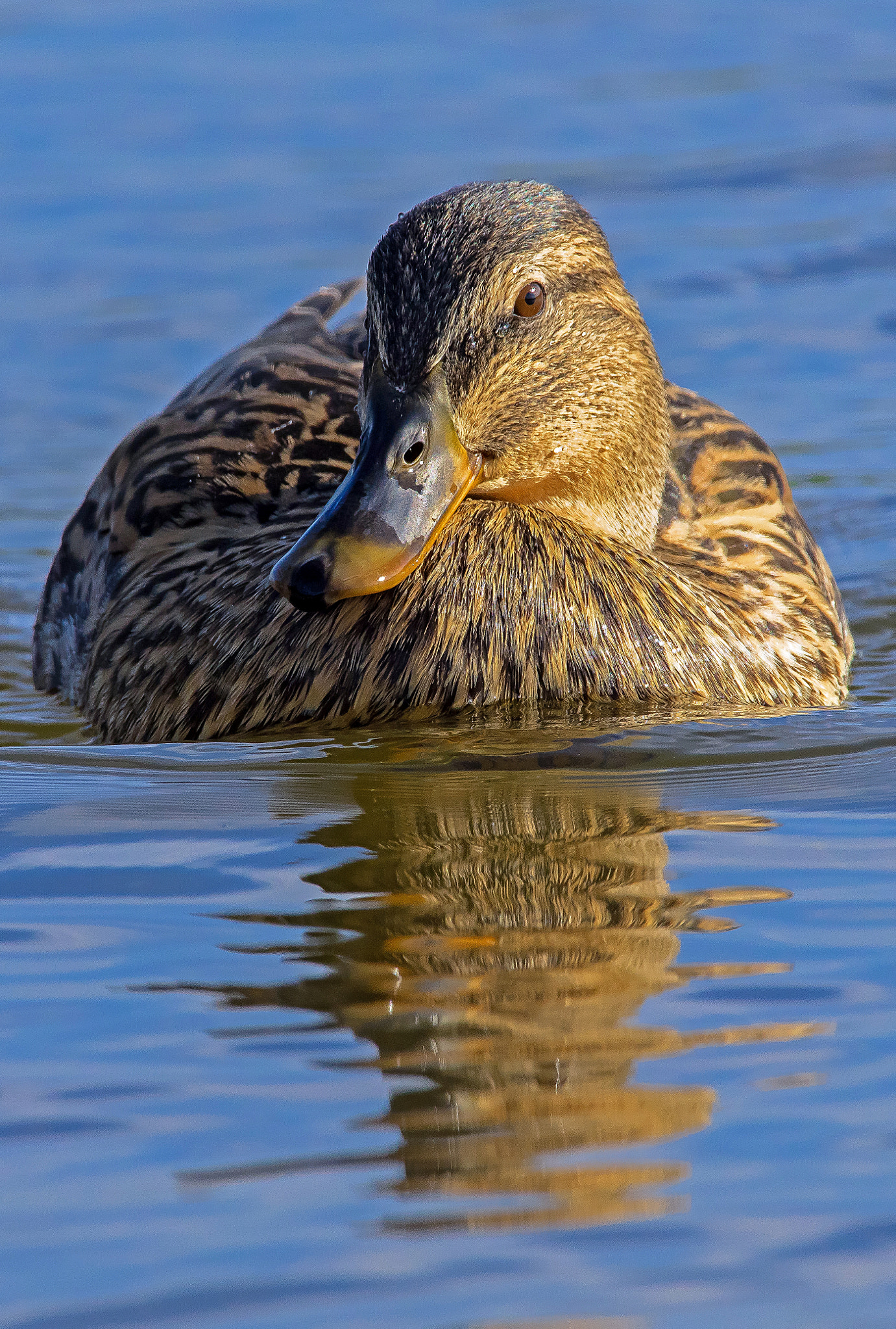 Canon EF 400mm F2.8L IS II USM sample photo. Canard colvert (femelle) photography