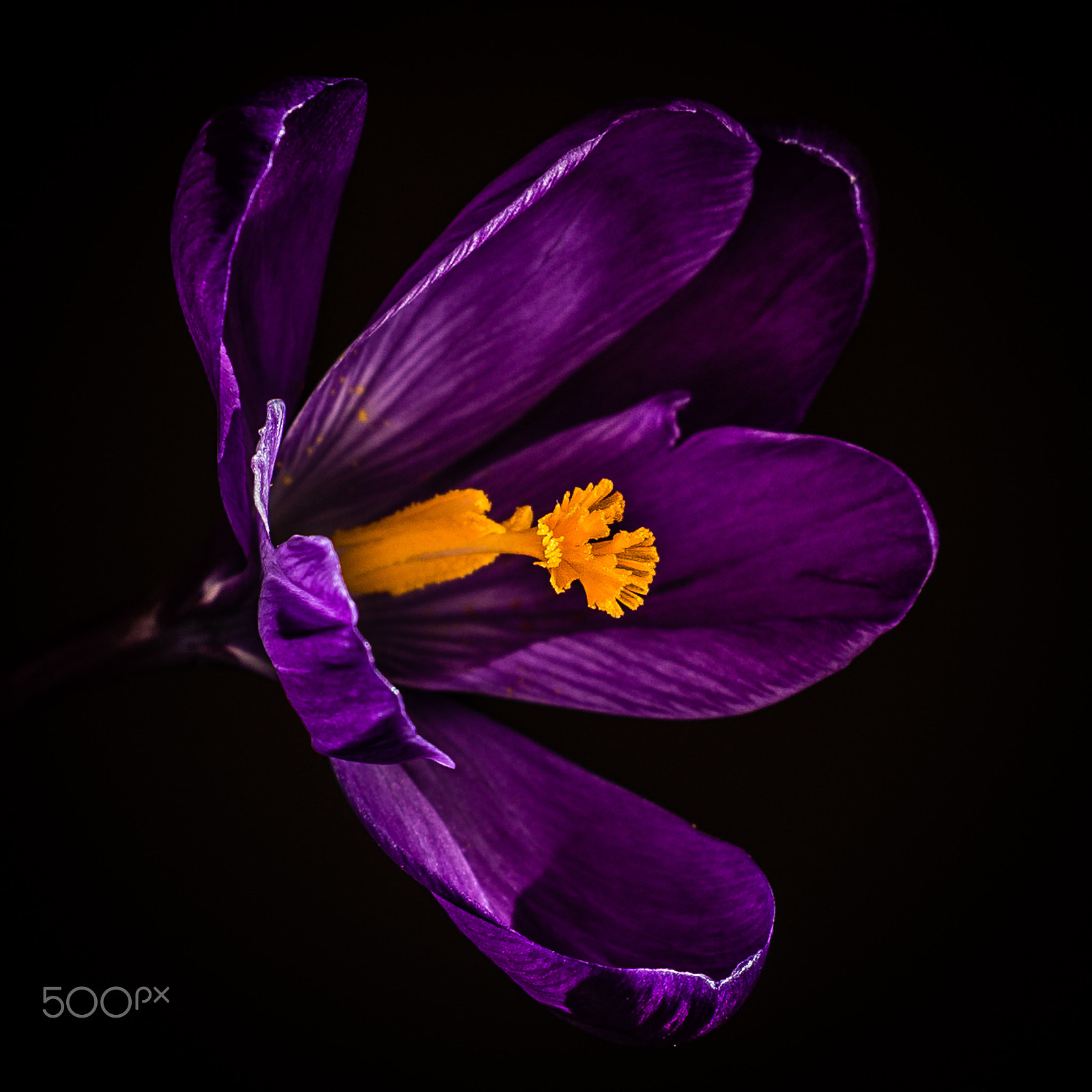 Nikon D810 + Sigma 18-200mm F3.5-6.3 DC OS HSM sample photo. Purple crocus photography