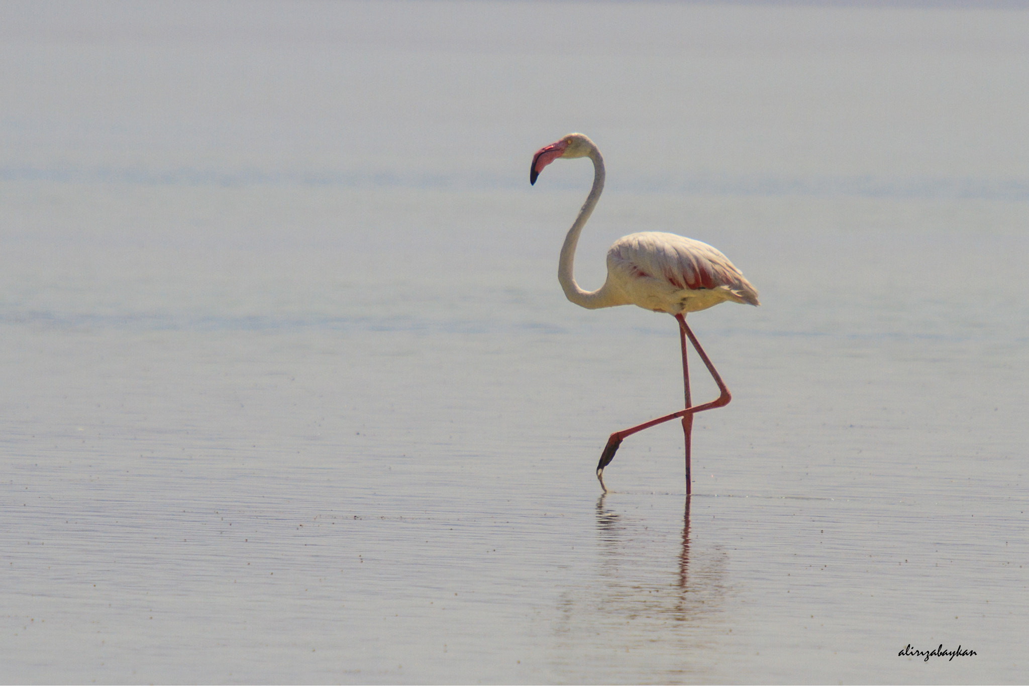 Sigma 50-500mm f/4-6.3 APO HSM EX sample photo. Worldwildlifeday photography