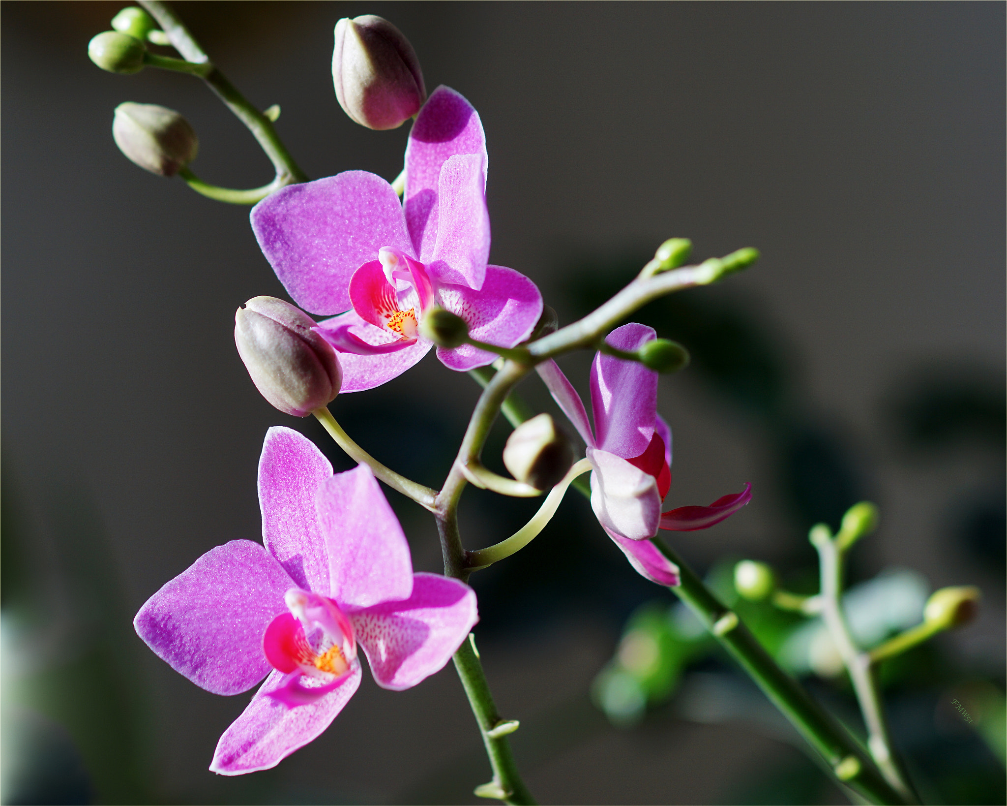 Sony ILCA-77M2 + Sony 100mm F2.8 Macro sample photo. Pink phalaenopis branch photography