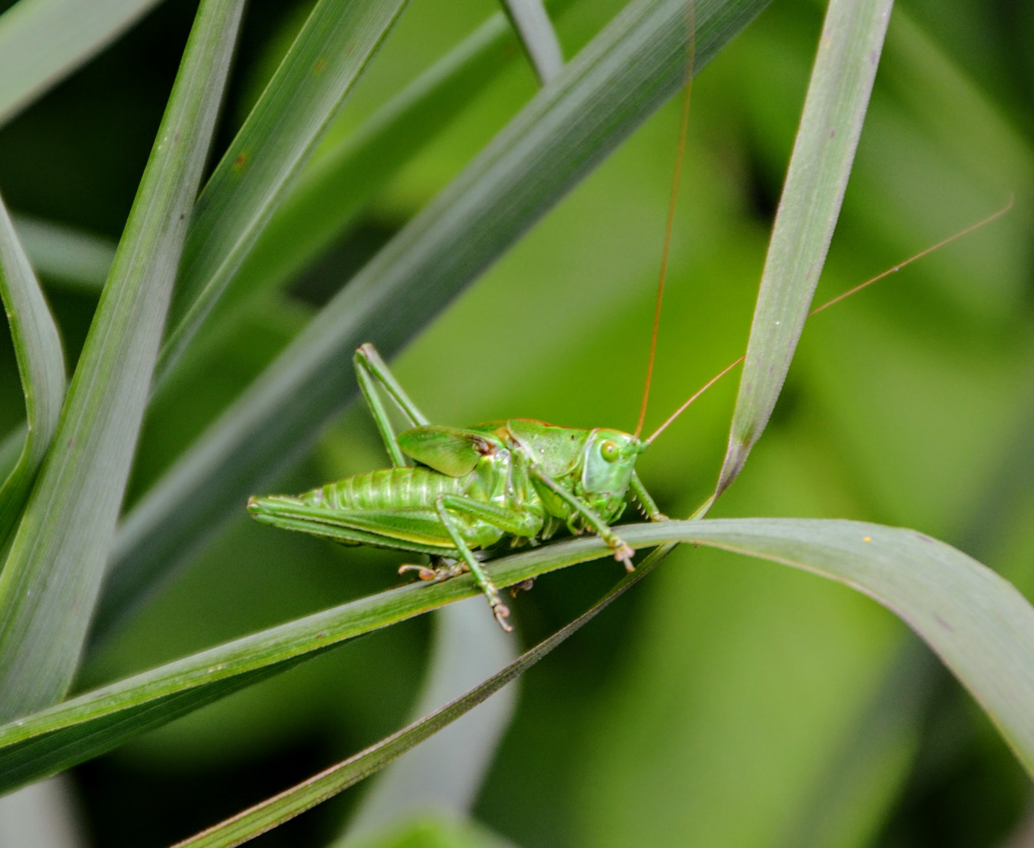 Nikon D3100 + Sigma 18-250mm F3.5-6.3 DC OS HSM sample photo. Grasshopper in the grass photography
