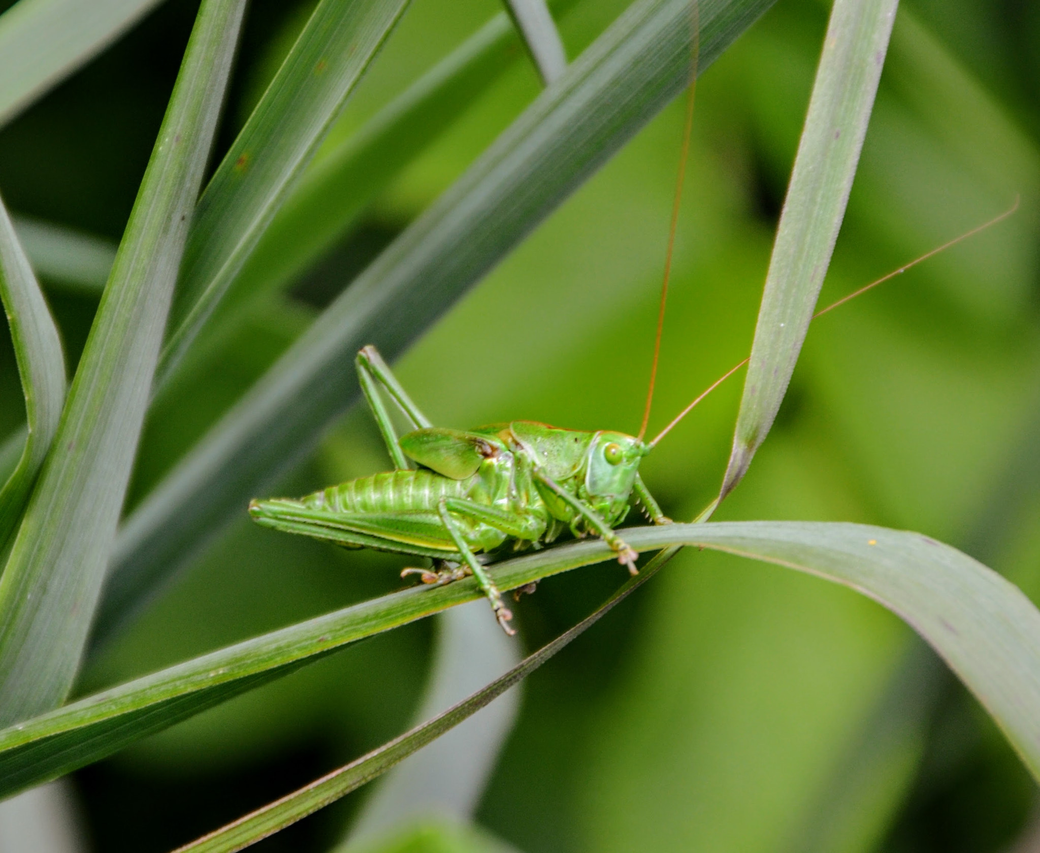 Sigma 18-250mm F3.5-6.3 DC OS HSM sample photo. Grasshopper in the grass photography