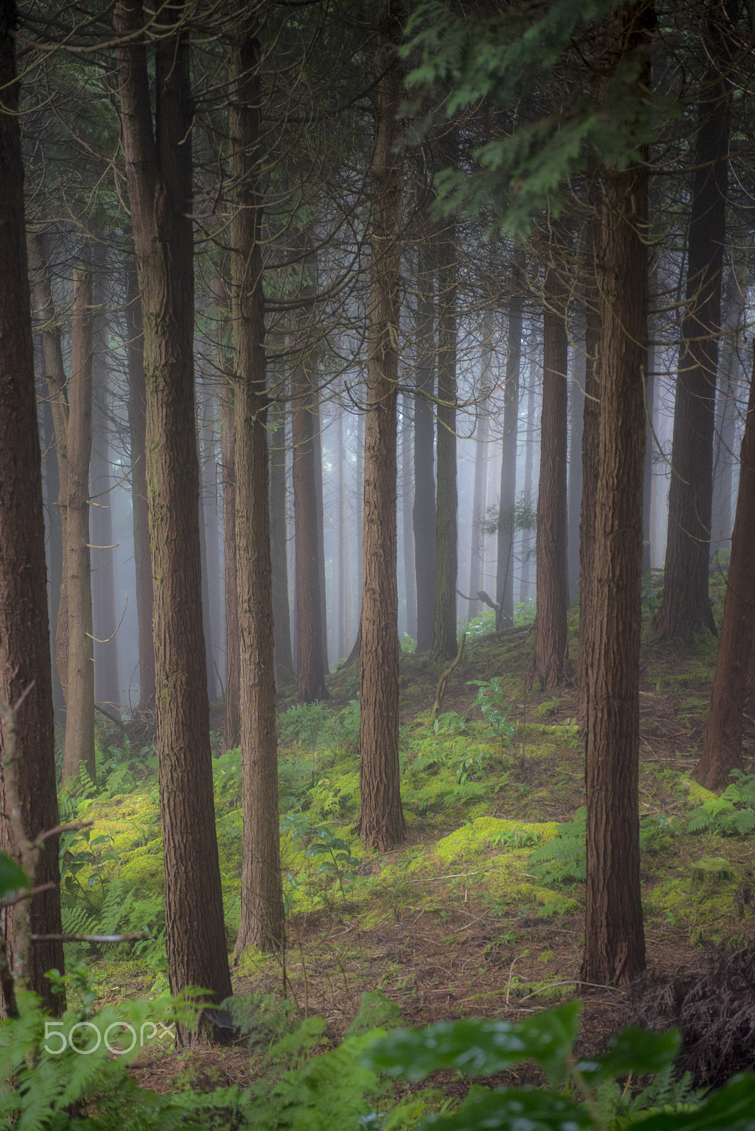 Nikon AF-S Nikkor 28-70mm F2.8 ED-IF sample photo. Azores forest photography