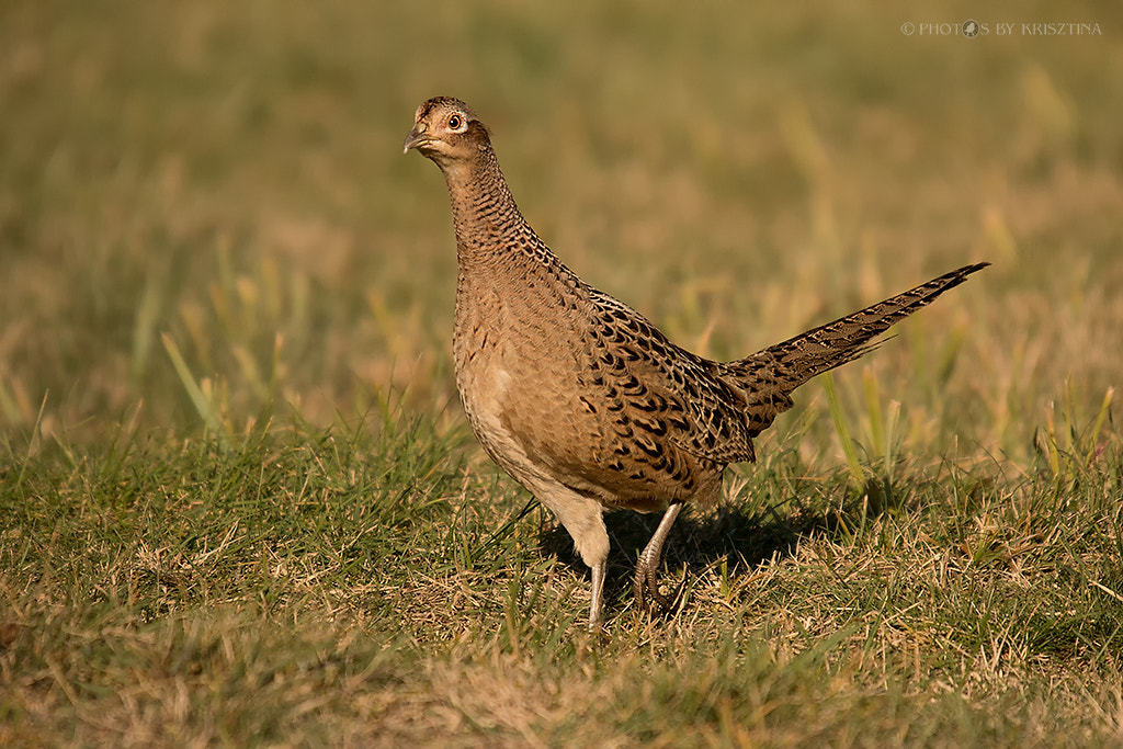 Sigma 50-500mm f/4-6.3 APO HSM EX sample photo. Pheasant photography