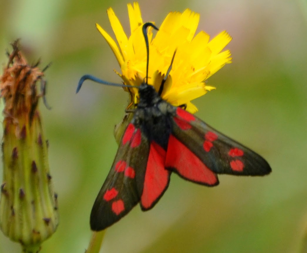 Nikon D3100 + Sigma 18-250mm F3.5-6.3 DC OS HSM sample photo. Cinnabar moth photography