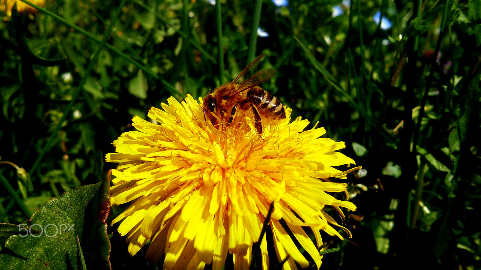 LG L90 sample photo. Yellow meadow... photography