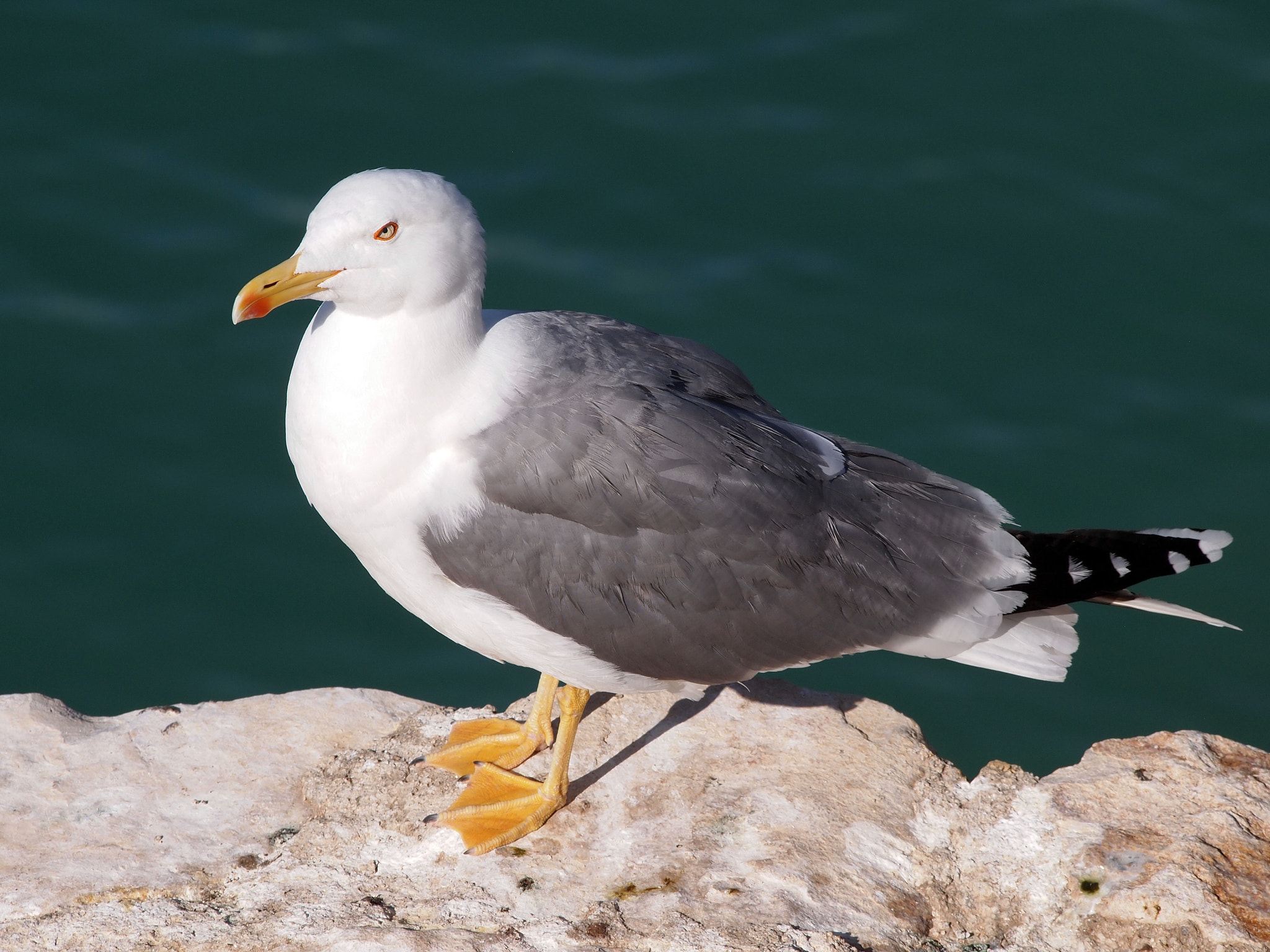 Olympus PEN E-PL2 sample photo. Gaviota photography