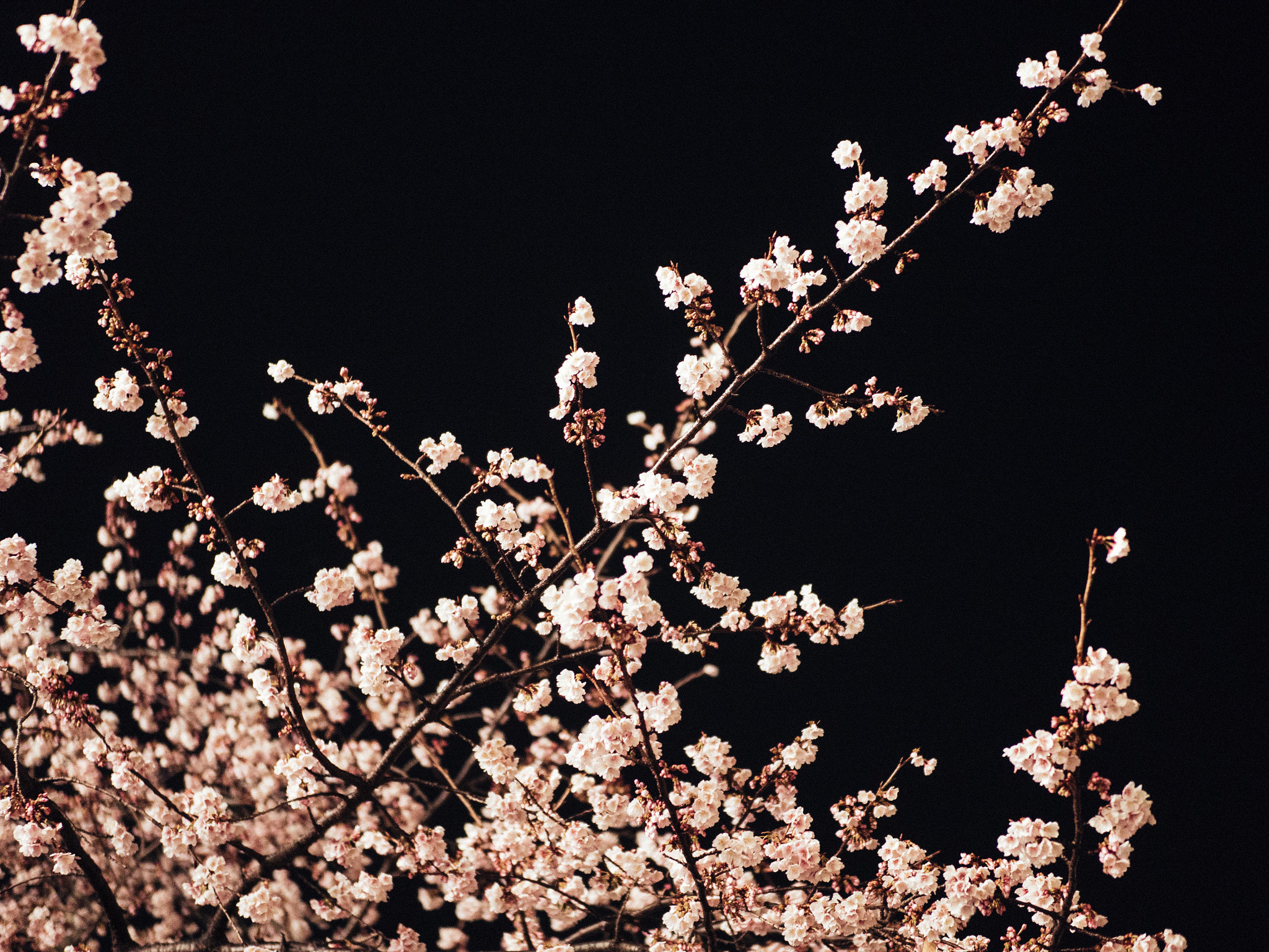 Panasonic Lumix DMC-GH4 + OLYMPUS M.25mm F1.2 sample photo. Cherry blossoms photography