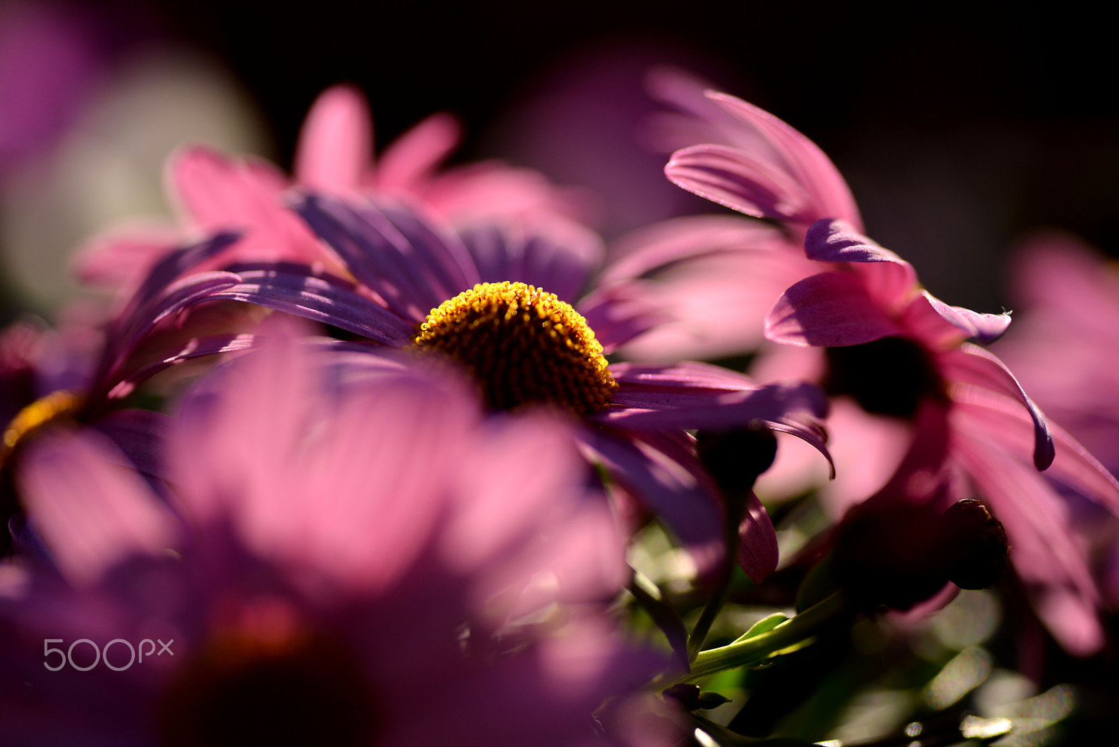 Nikon D600 sample photo. Spring sun photography