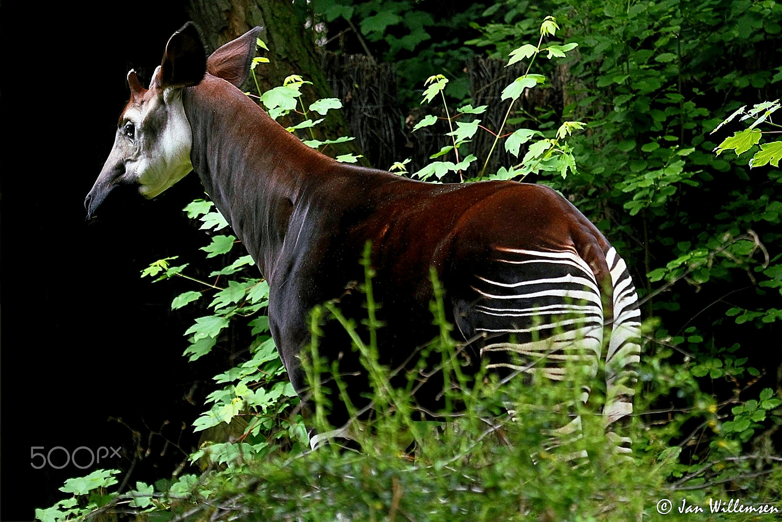 Canon EF 100-400mm F4.5-5.6L IS USM sample photo. Okapi photography