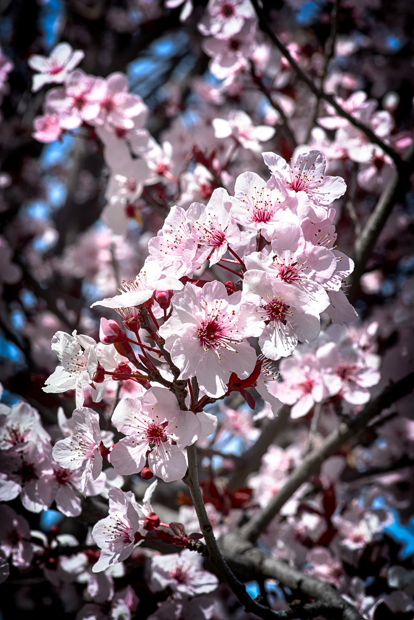 Pentax K-1 sample photo. Blossom photography