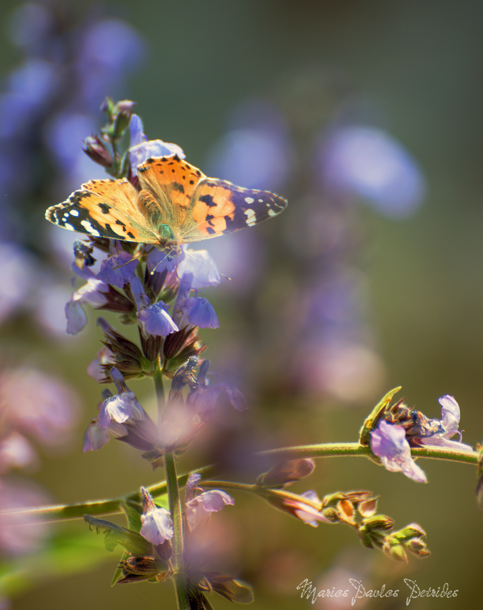 Nikon D800 sample photo. Spring nature photography