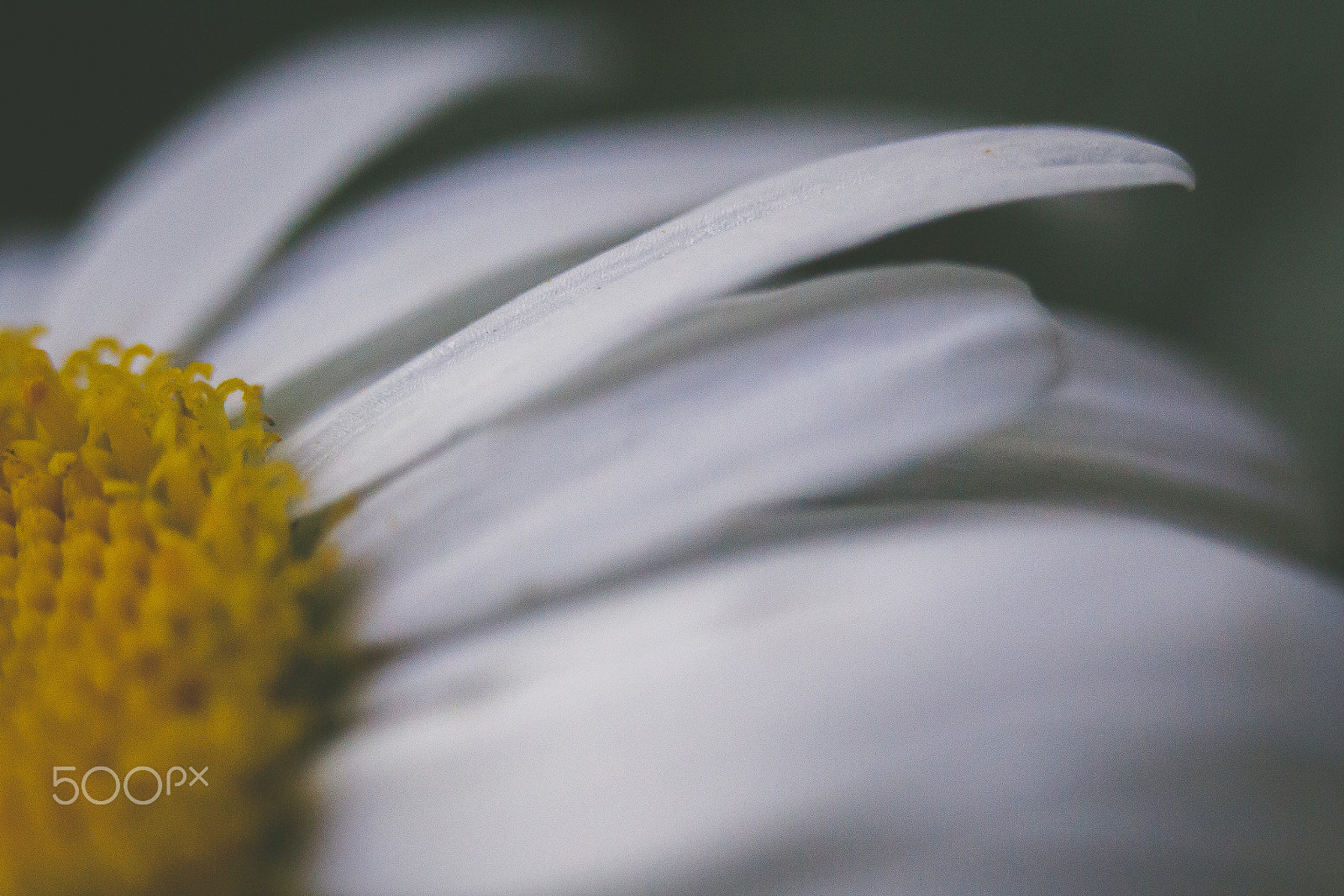 Canon EF-S 60mm F2.8 Macro USM sample photo. Daisy photography