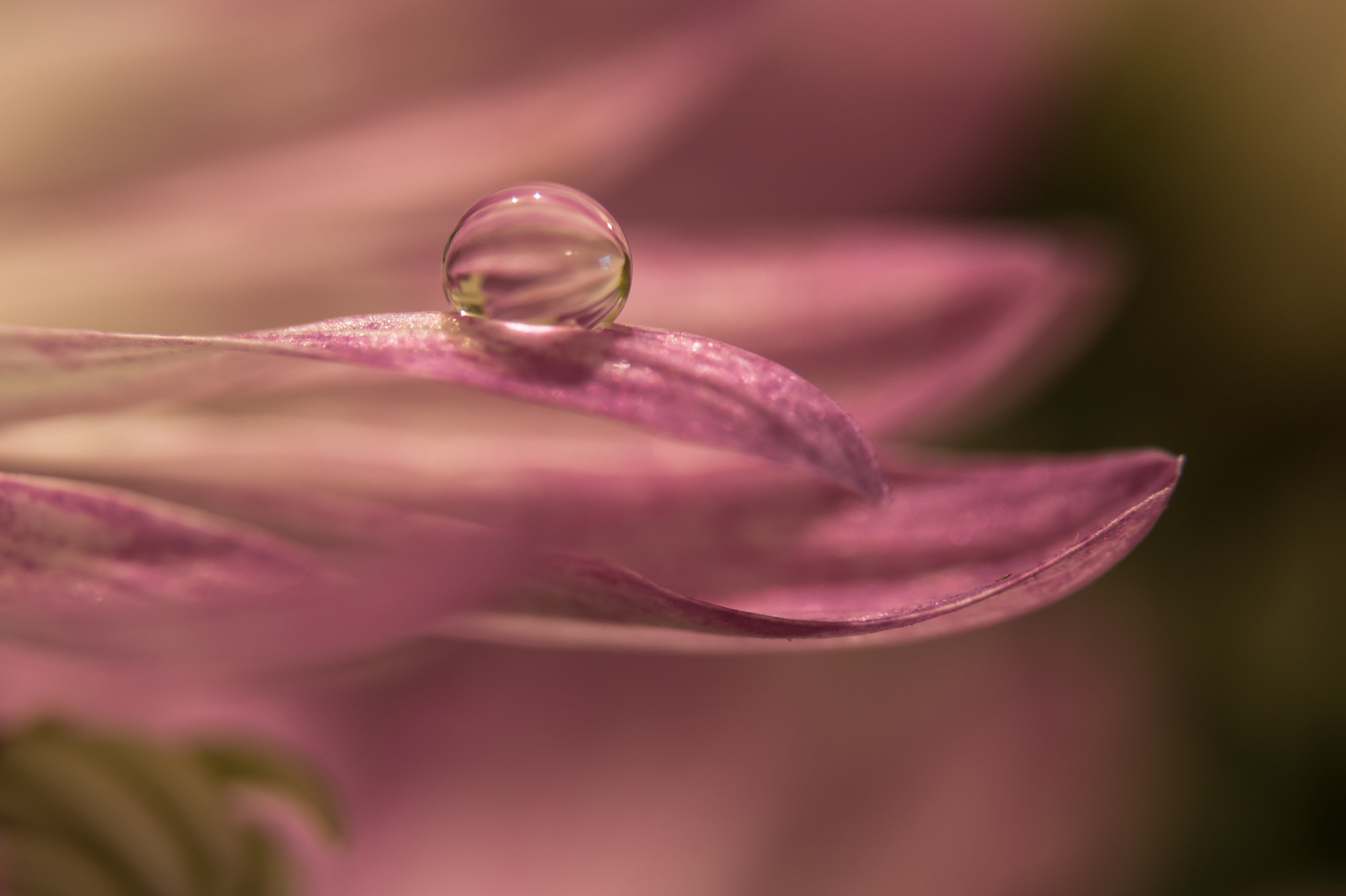 Sigma 105mm F2.8 EX DG OS HSM sample photo. Droplet on petal photography