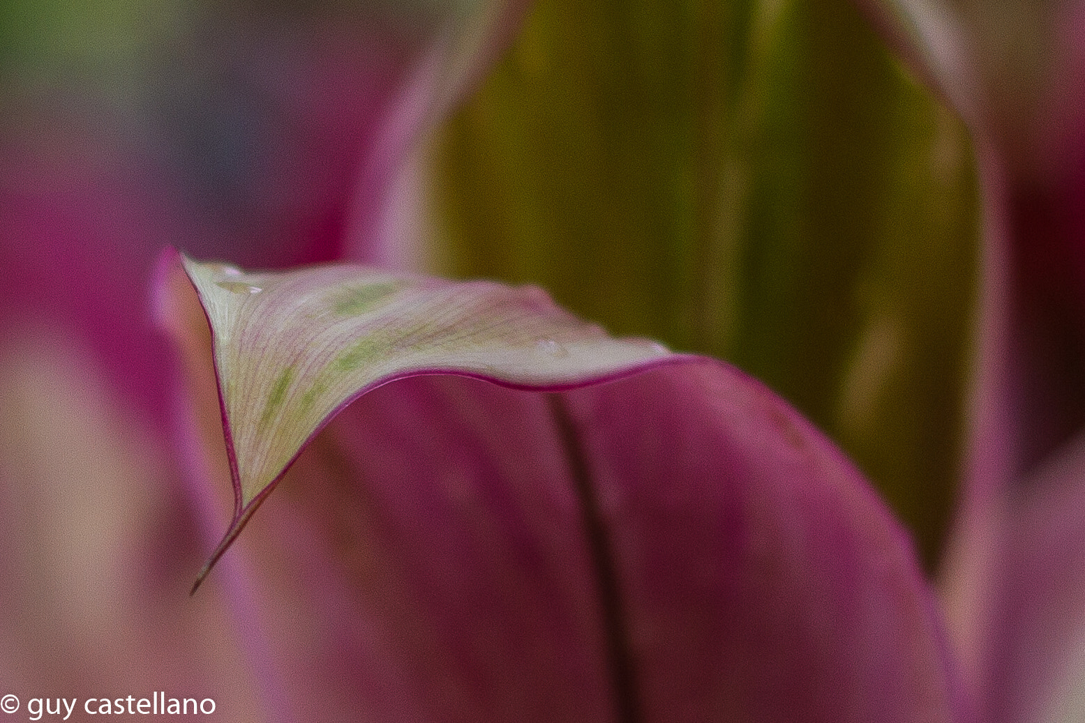Canon EF 40mm F2.8 STM sample photo. Jardin feuille flou photography