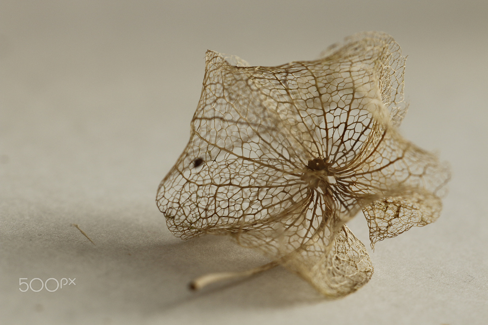 Sigma APO Macro 180mm F2.8 EX DG OS HSM sample photo. Physalis in veins photography